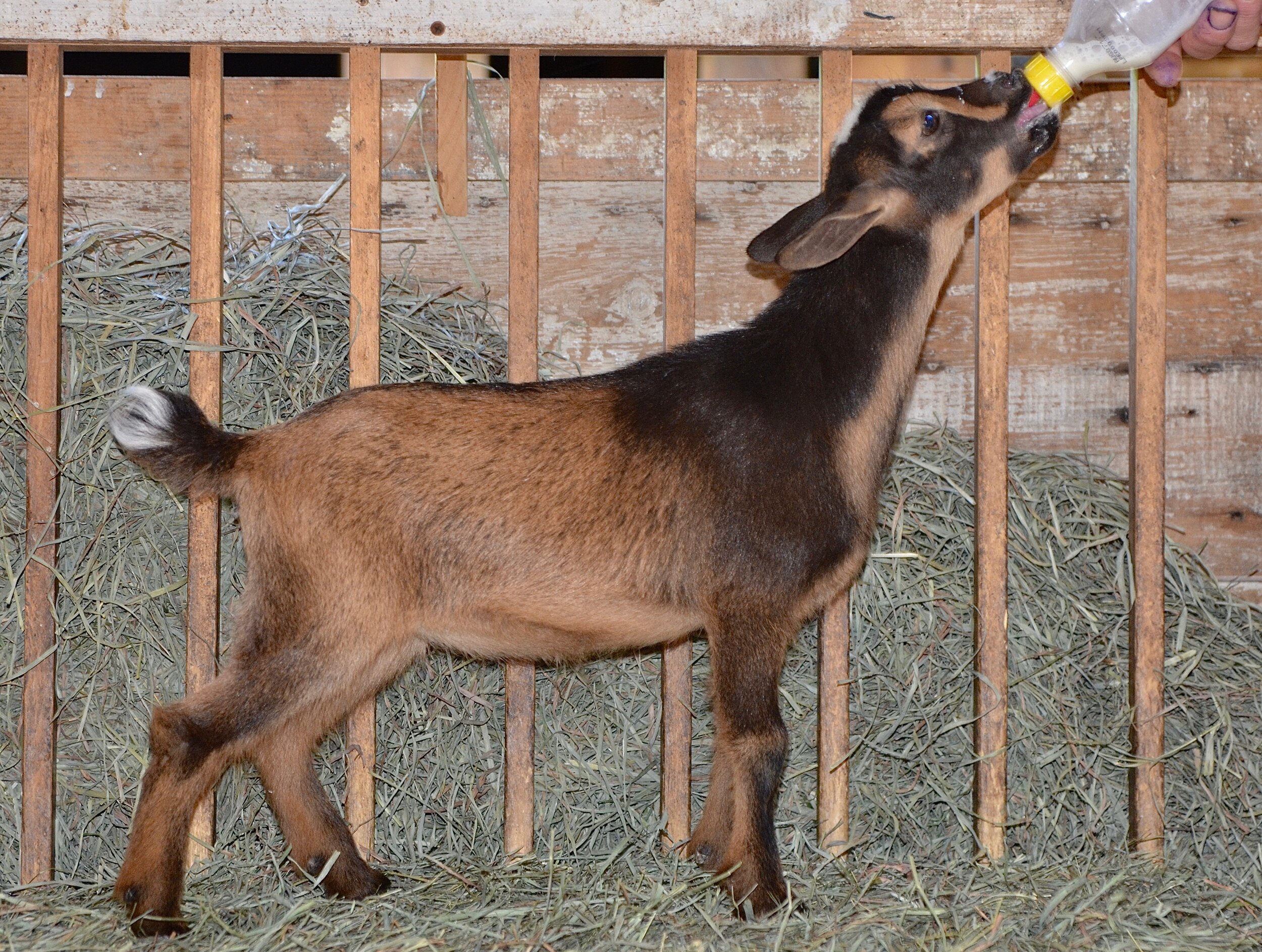 (2017-6-25)   _043Baby goats copy.jpg