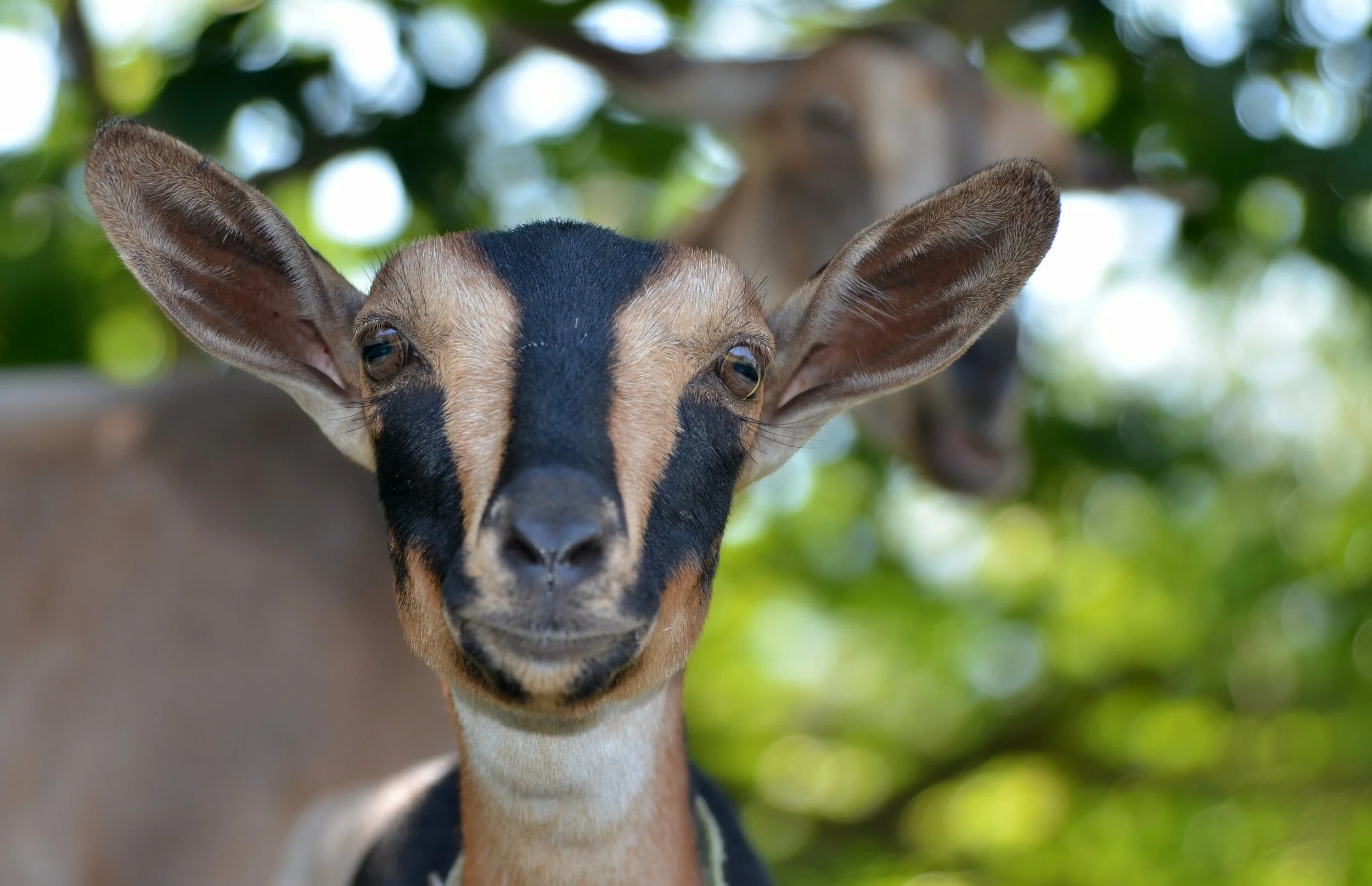 Mo as a junior doe - August 2017