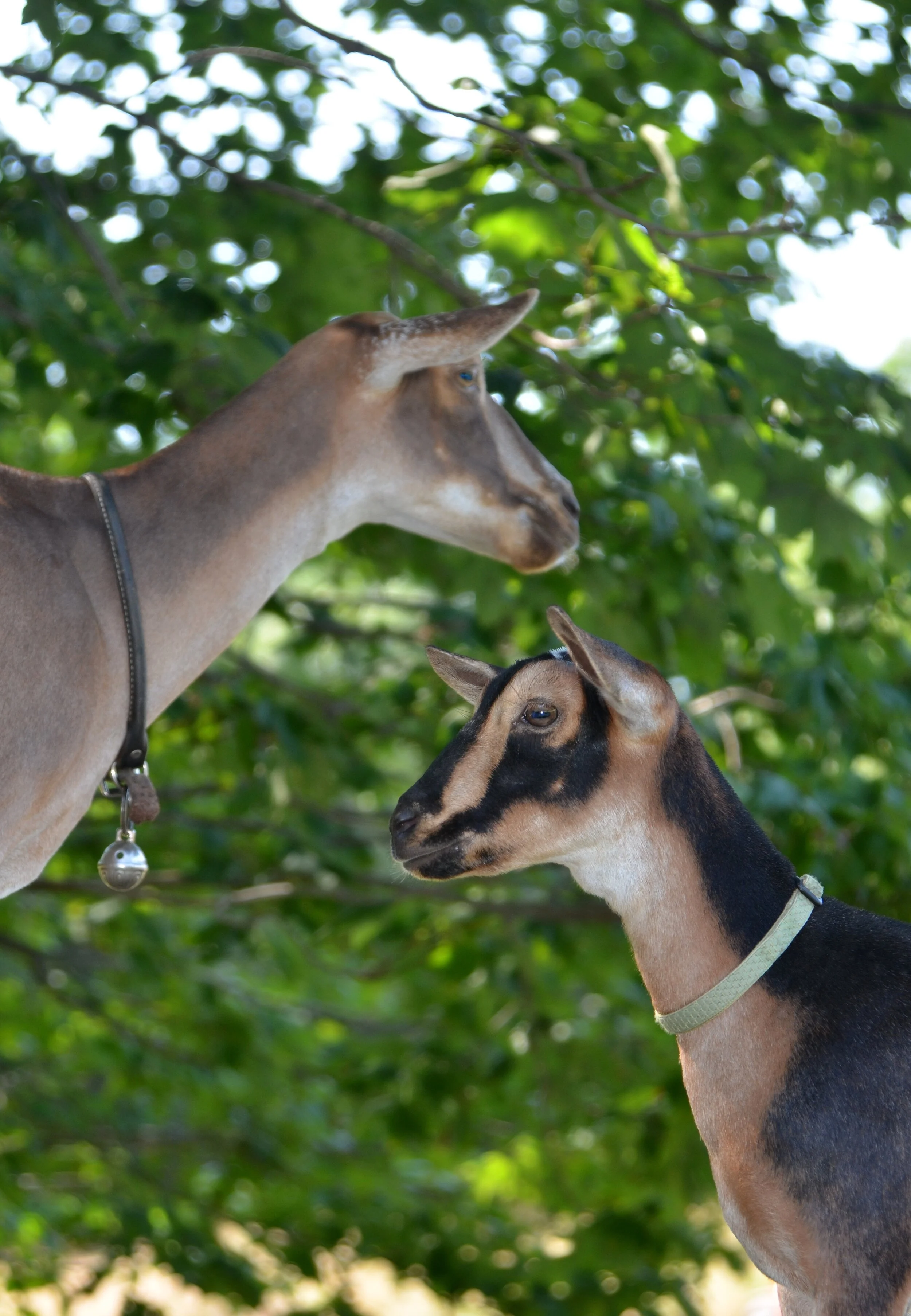 Mo as a junior doe with her dam; Gazelle - August 2017