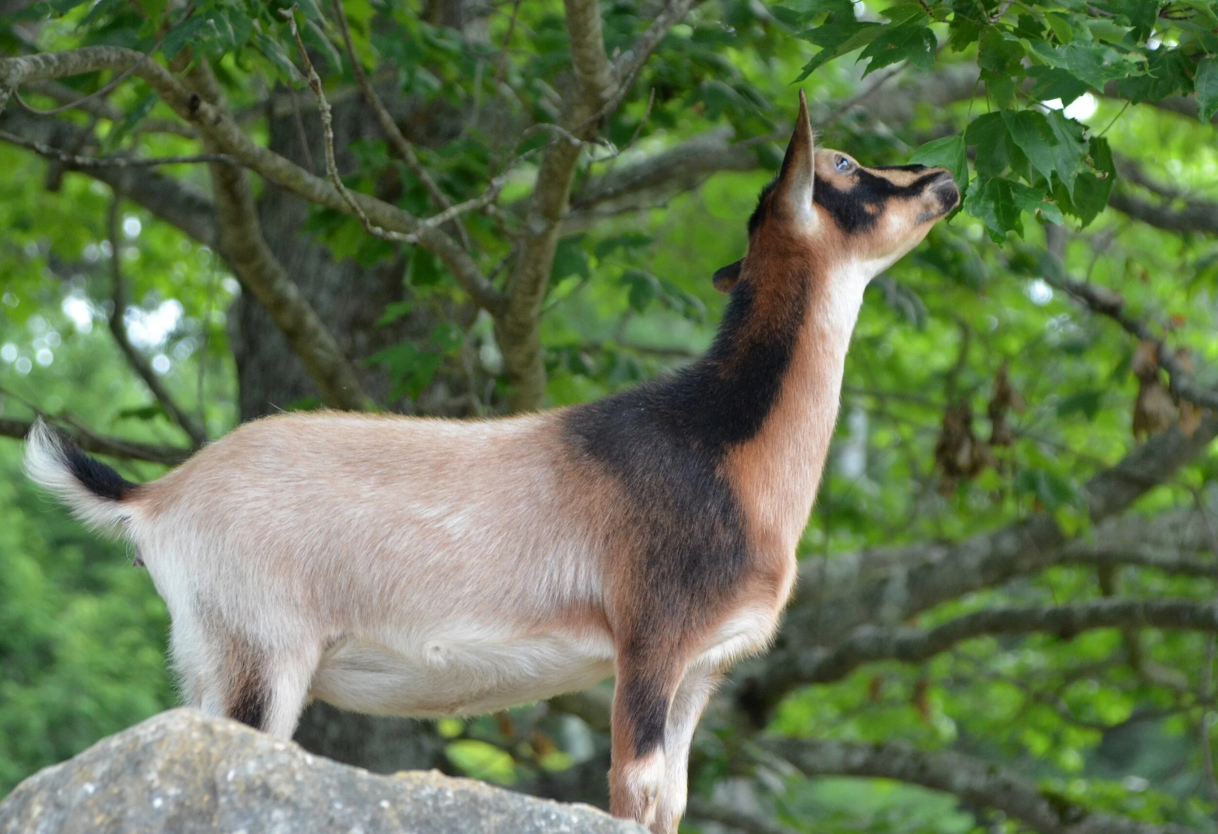 Mo on the rock pile - July 2017