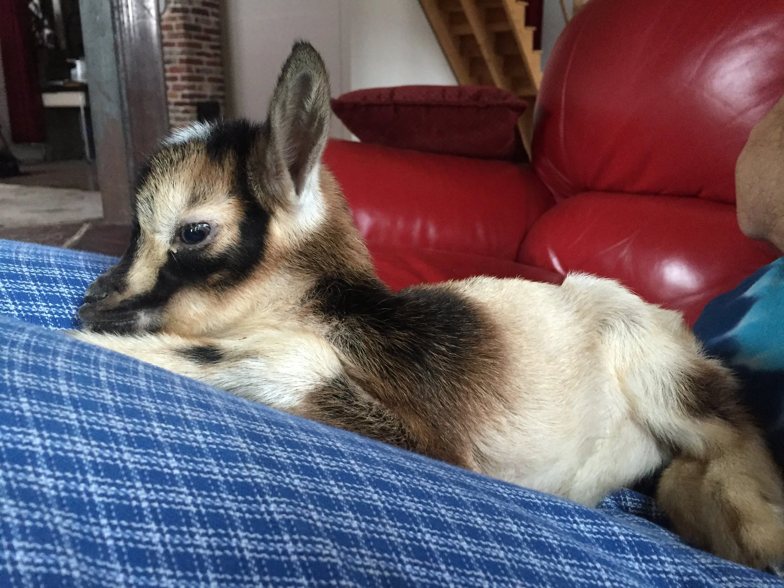 Baby Mo watching tv - March 2017