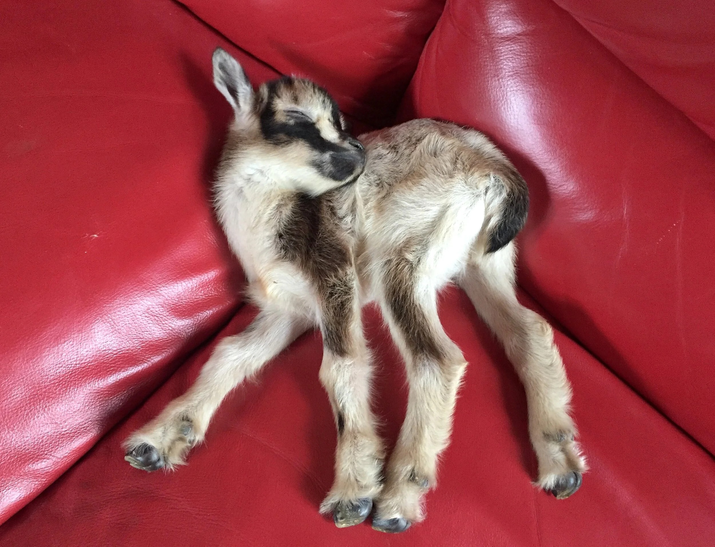 Mo demonstrating how easy it is for baby goats to sleep anywhere - March 2017