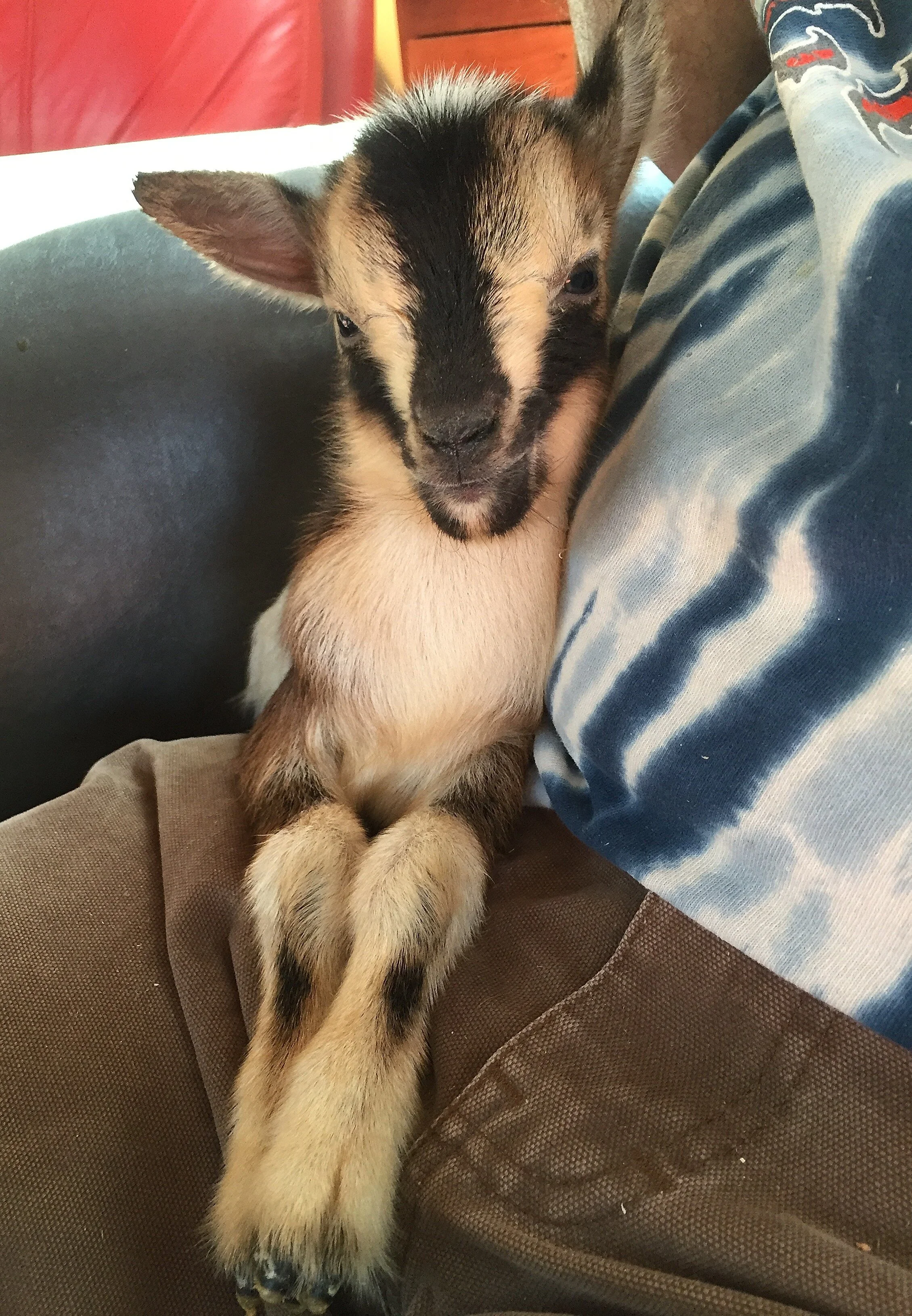 Baby Mo watching tv - March 2017