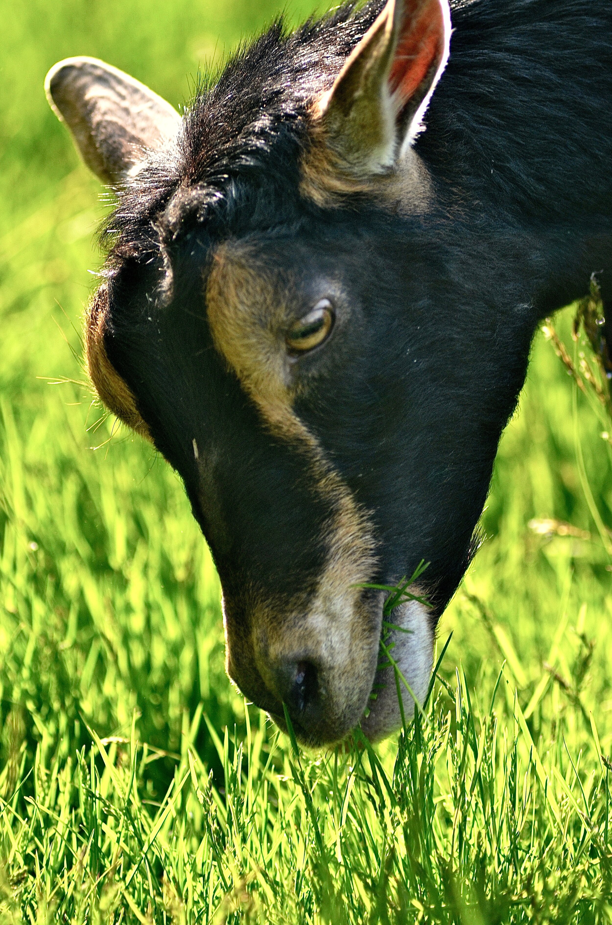 (2016-5-20)   _024Goats copy 2.jpg