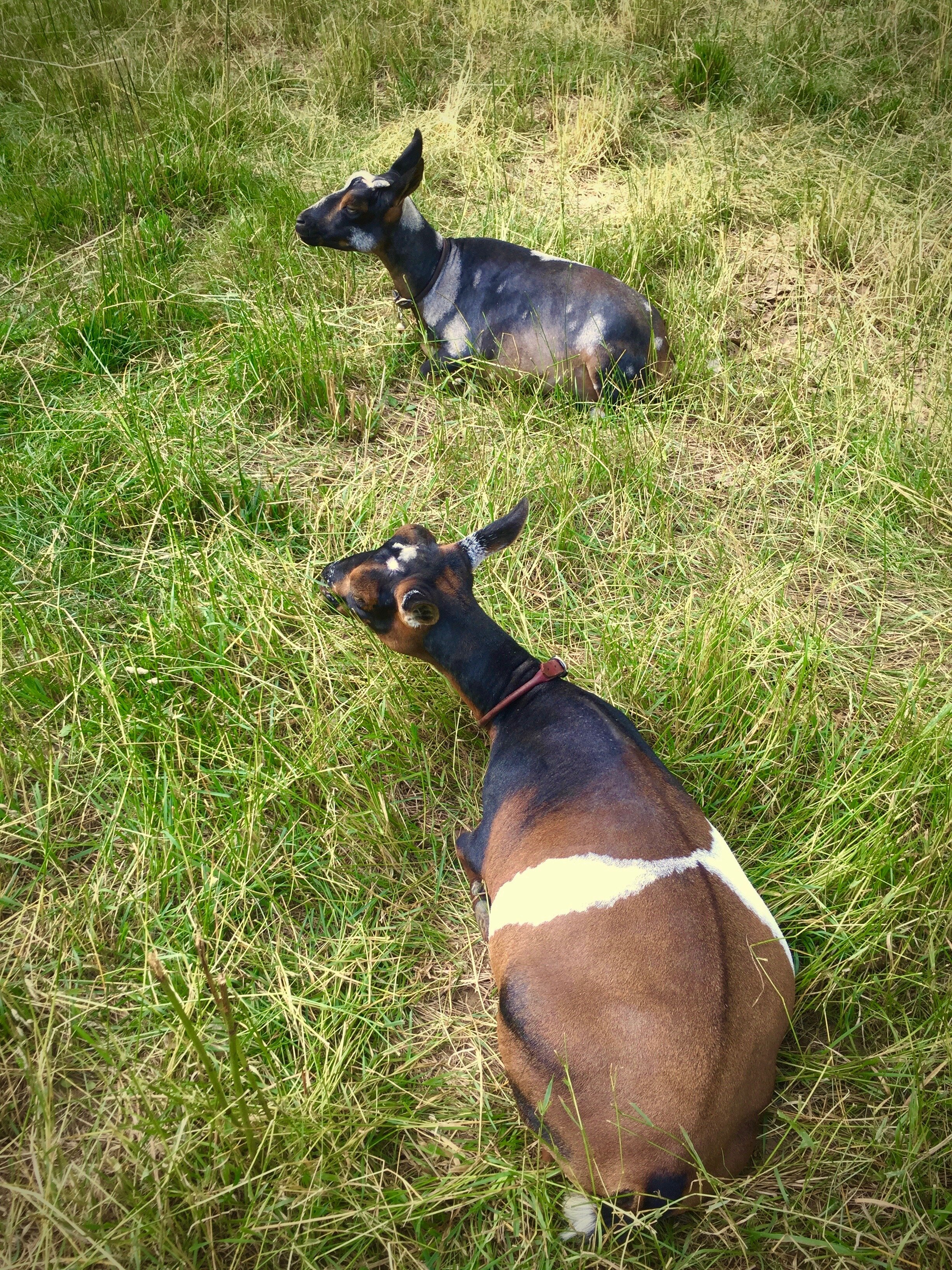 TipToe with her daughter; PussyFoot in the summer of 2018
