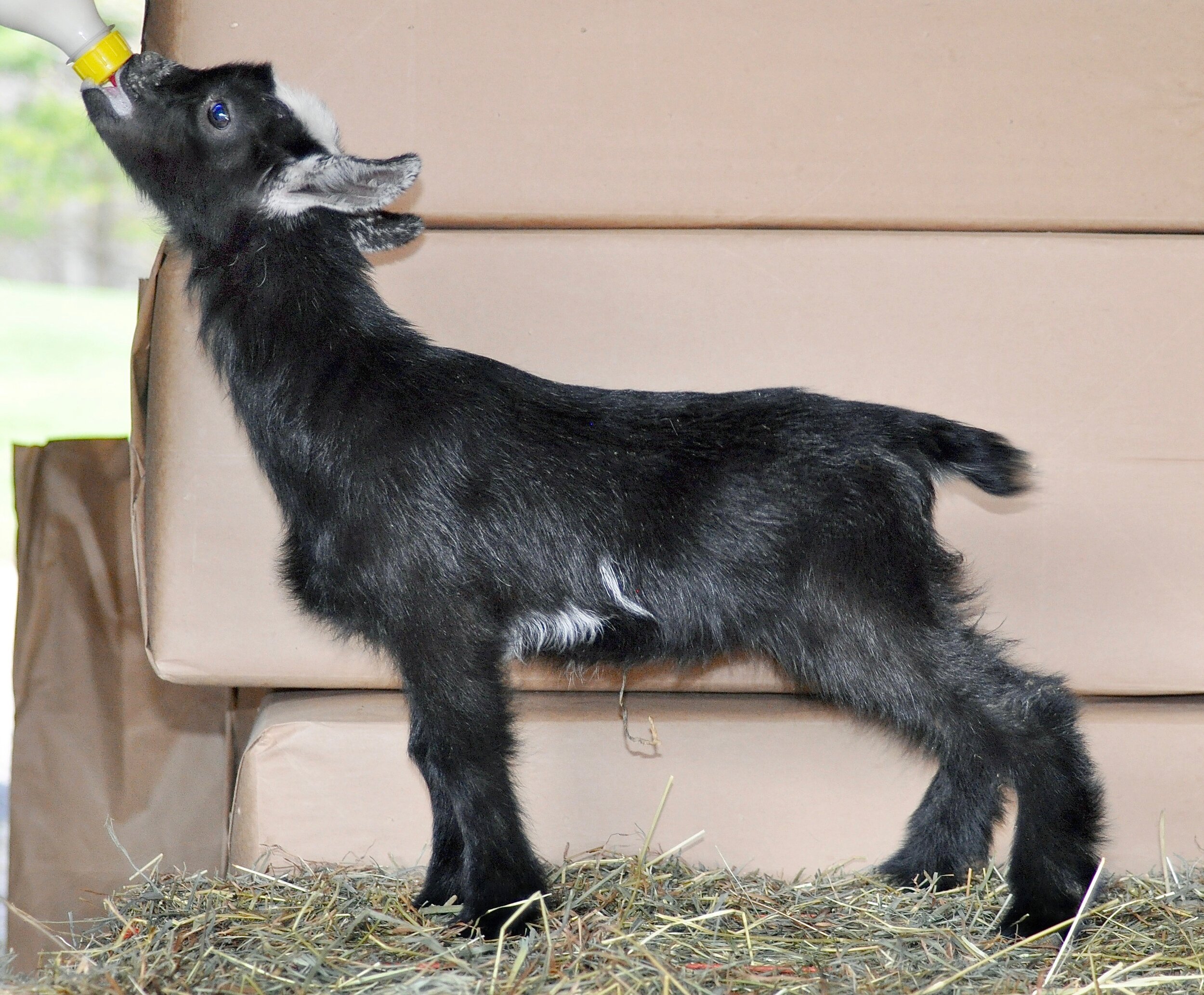 (2010-4-14) OMF Baby goats 014 copy 2.jpg