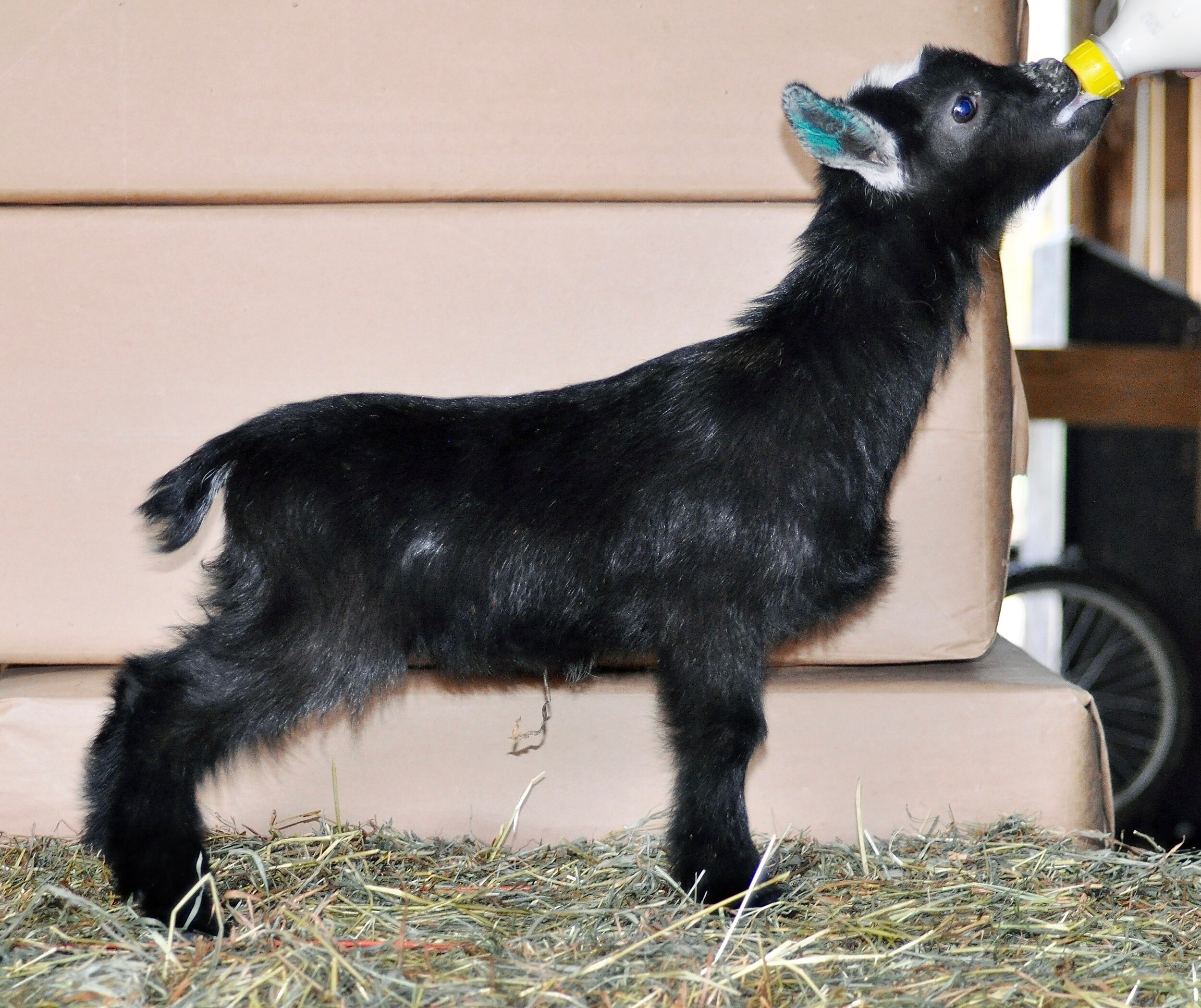 (2010-4-14) OMF Baby goats 011 copy 2.jpg