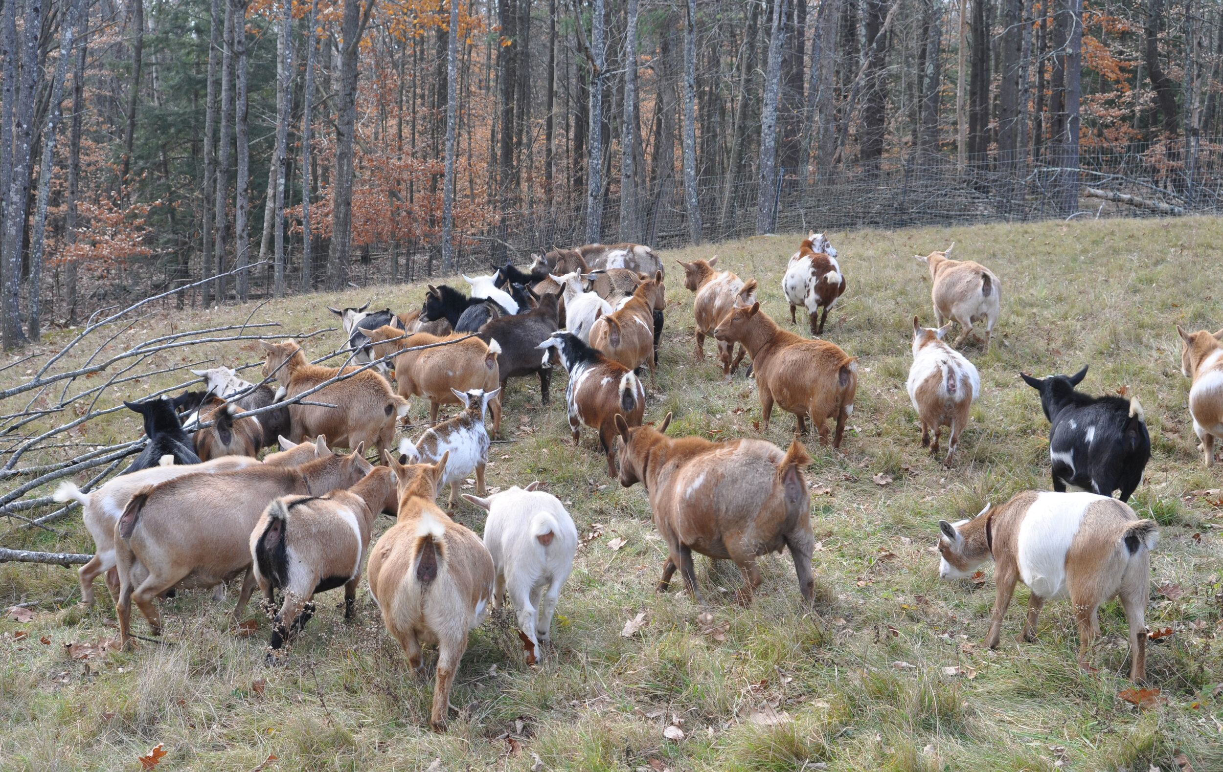 (2010-11-14)  Goats & Dogs 049 copy.jpg