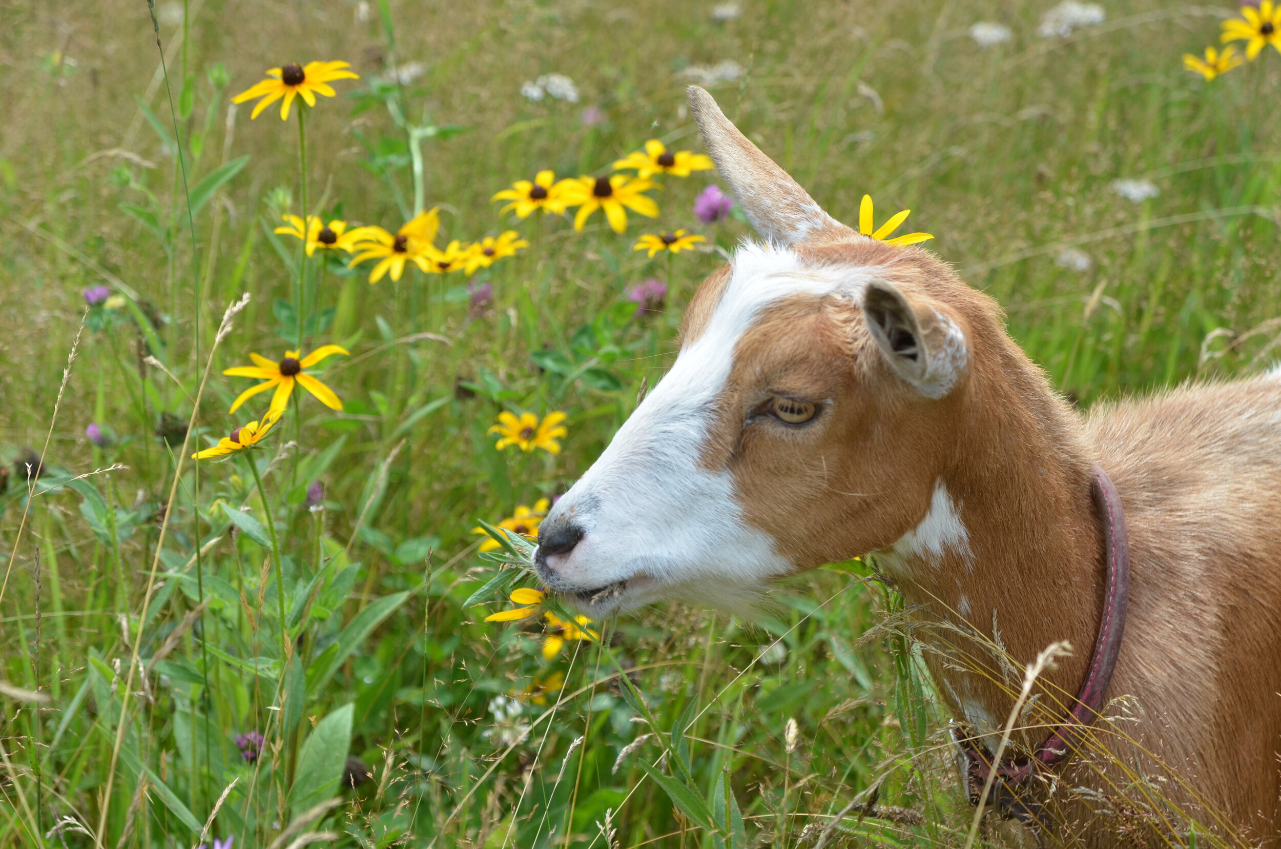(2014-7-17)  _033Browsing goats copy.JPG