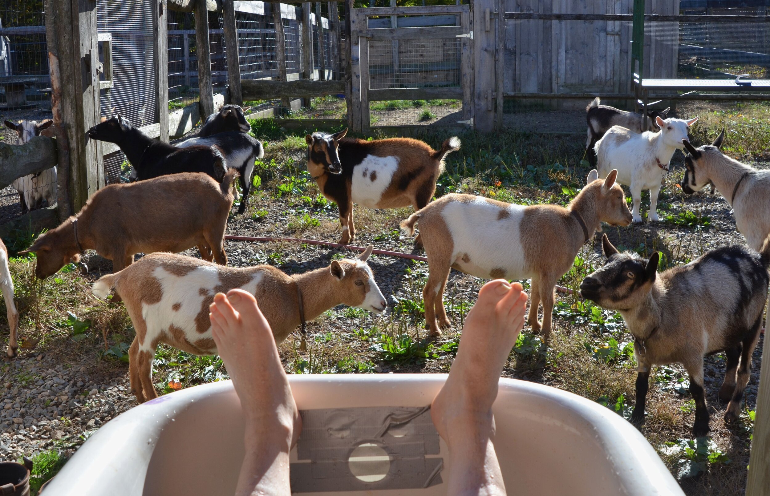 2012-10-16:D7000_012Wyl, Bath, goats copy.JPG