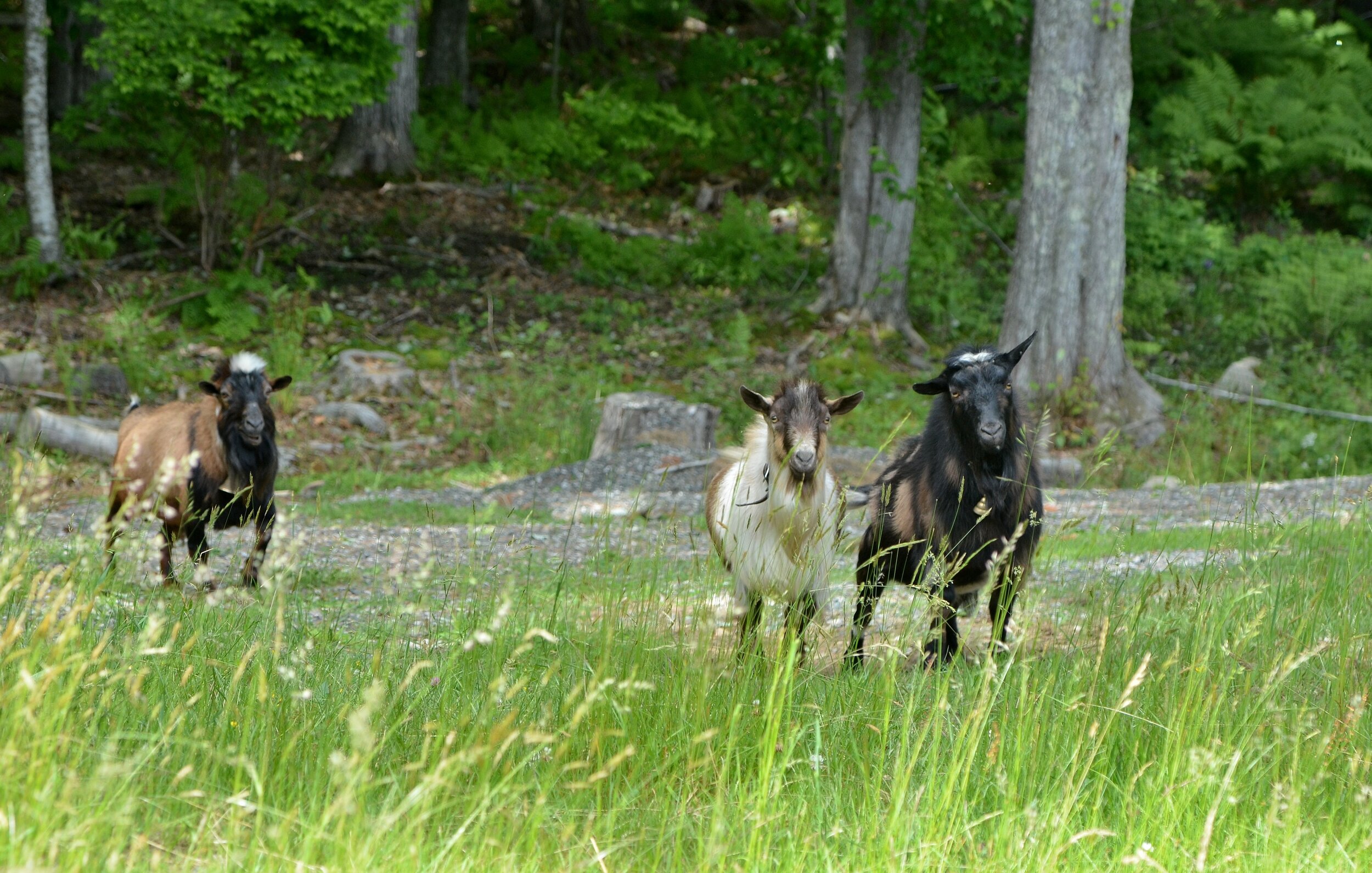 (2016-6-13)   _247Goats copy.JPG