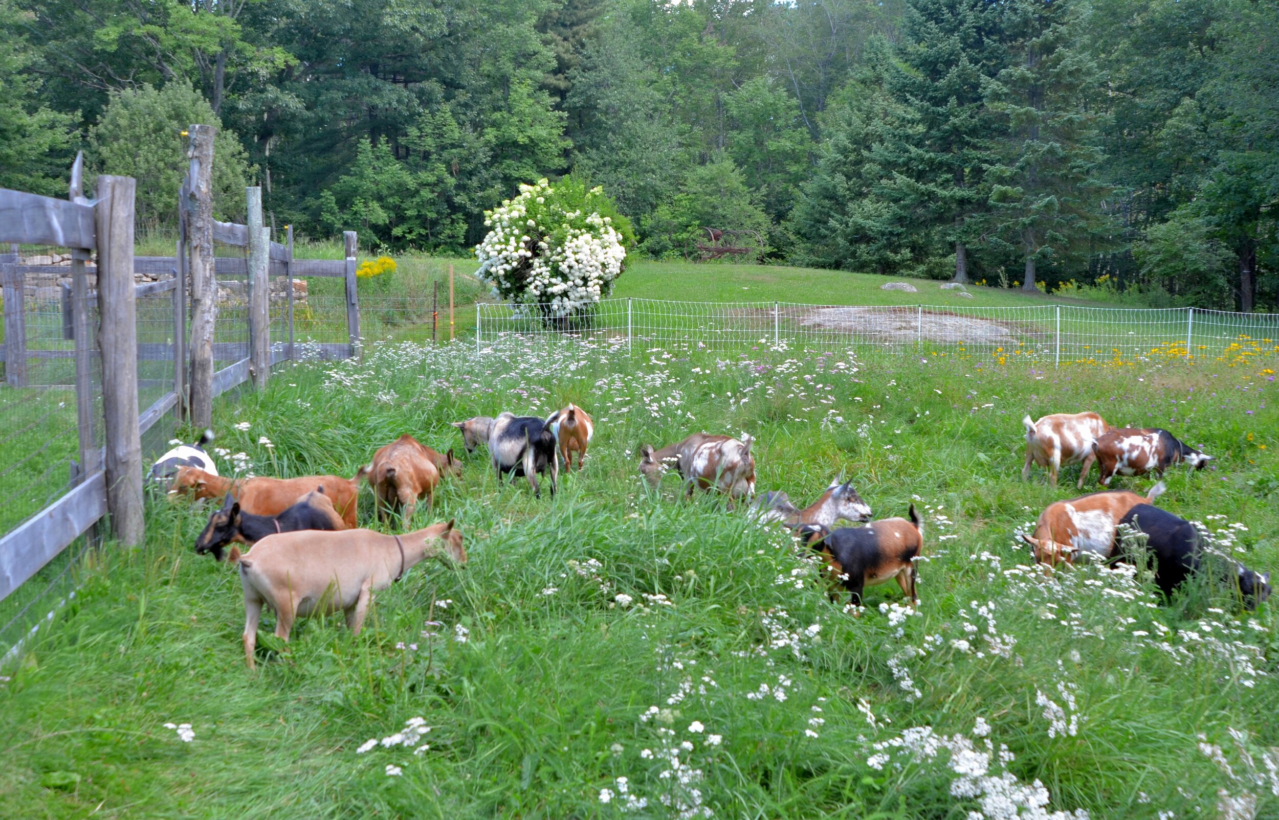 (2015-8-9)  _019Browsing goats copy.JPG