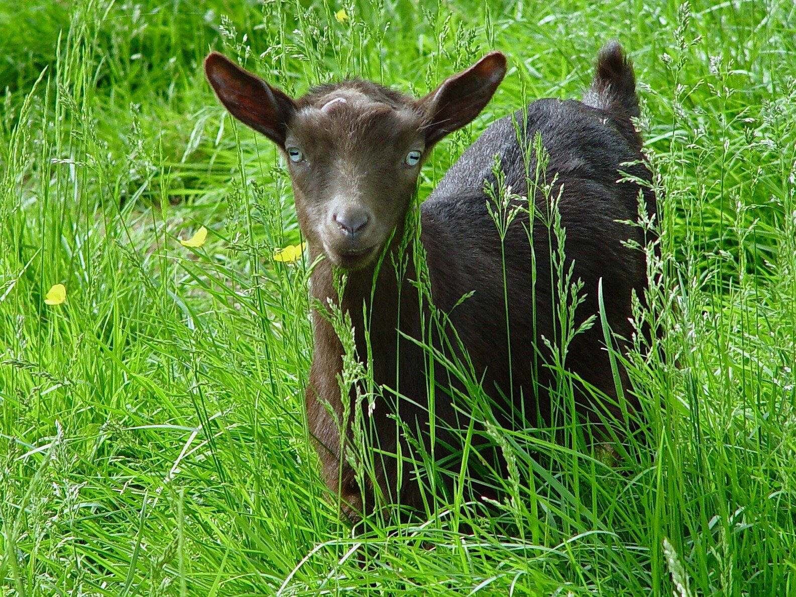 OMF goats casual photos (6-2-03) 056 copy.jpg