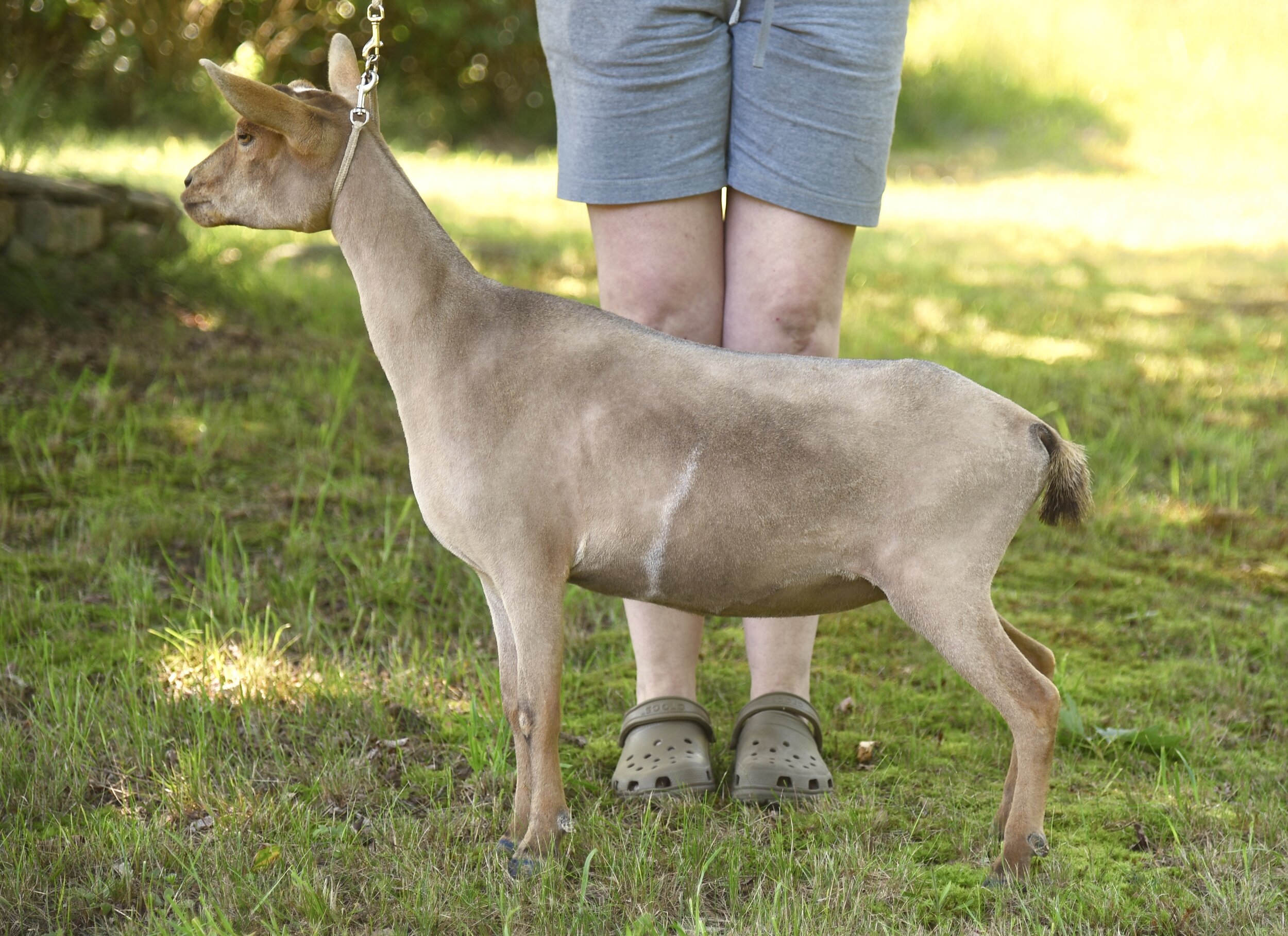 Blondi as a yearling - July 4th 2020