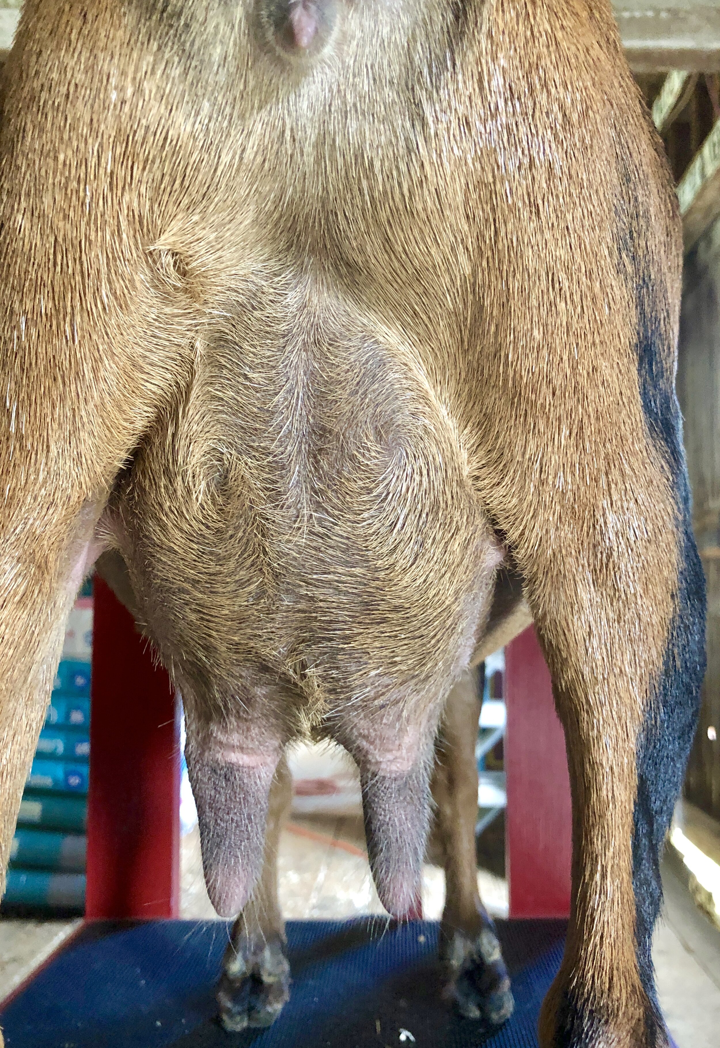 LeeLoni's 3rd fresh udder shown milked out