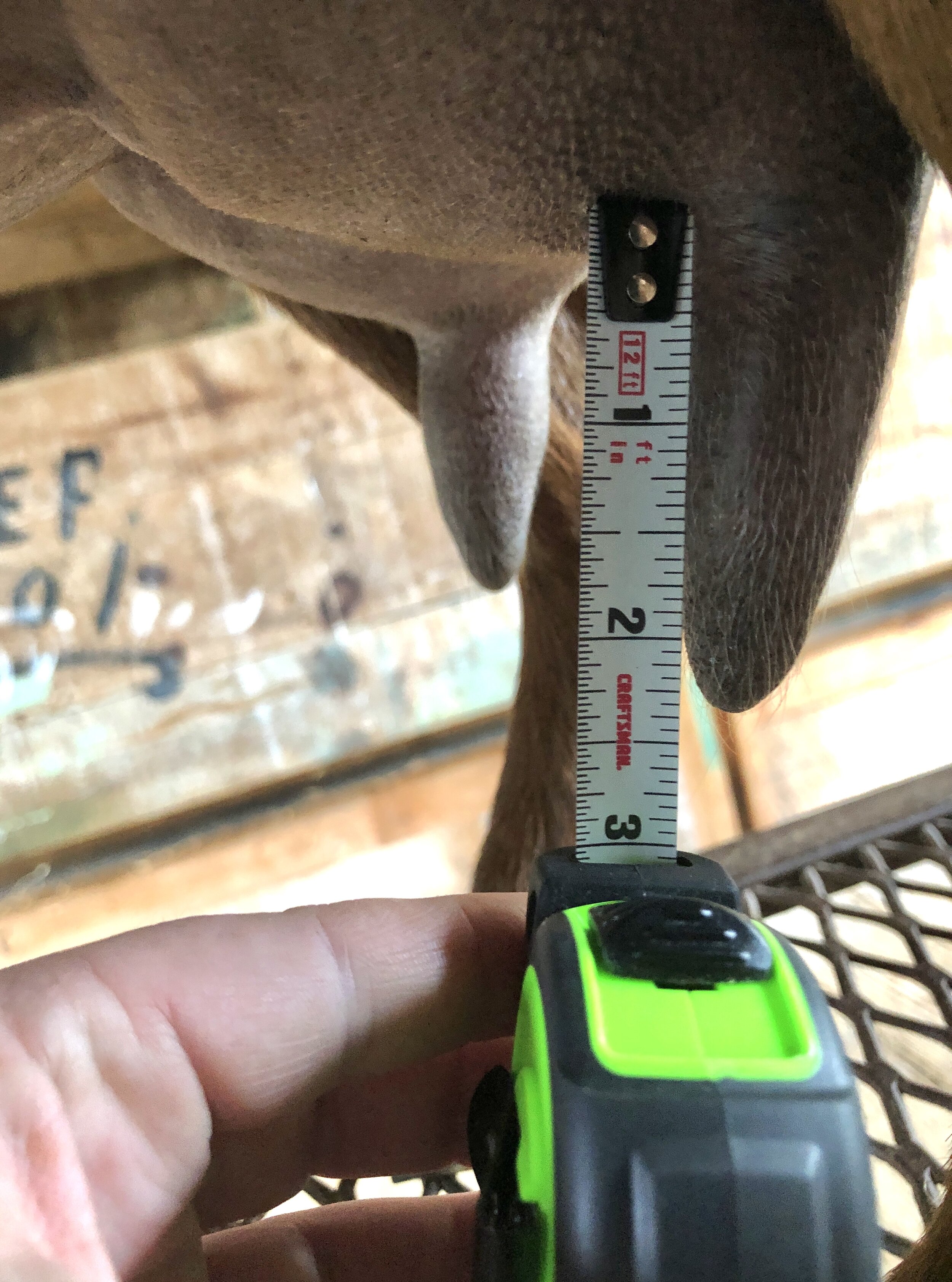 Tippy's teat length - July 2020