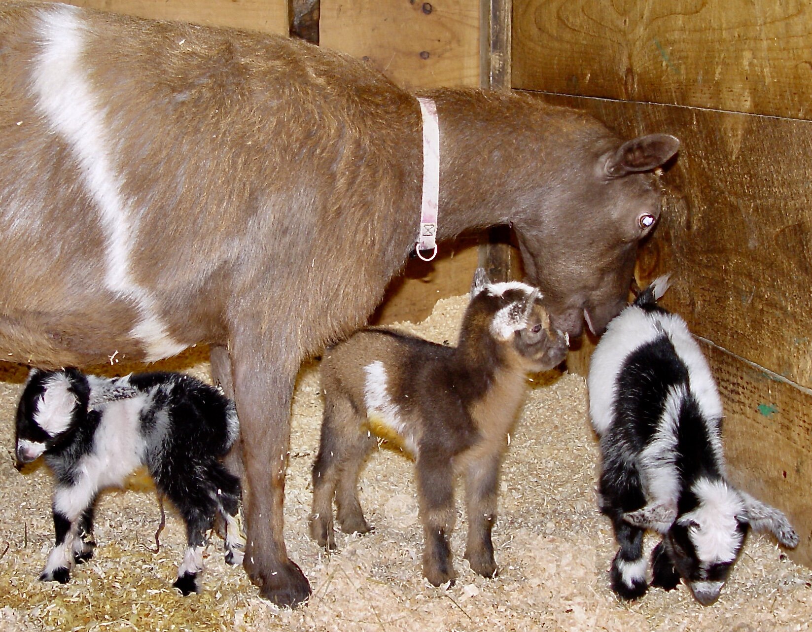 With her first litter of kids 