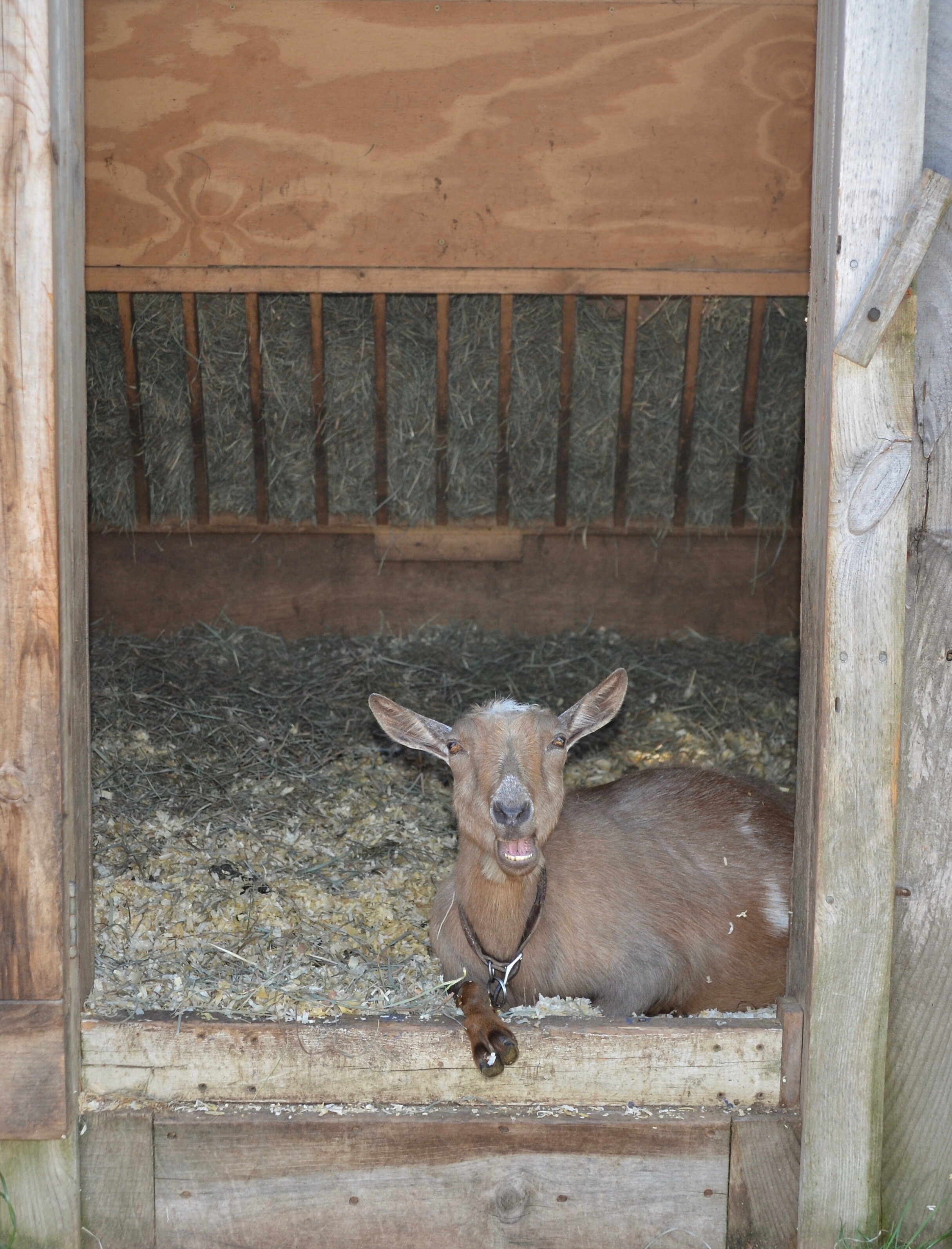 Michi after she developed cataracts - 2011