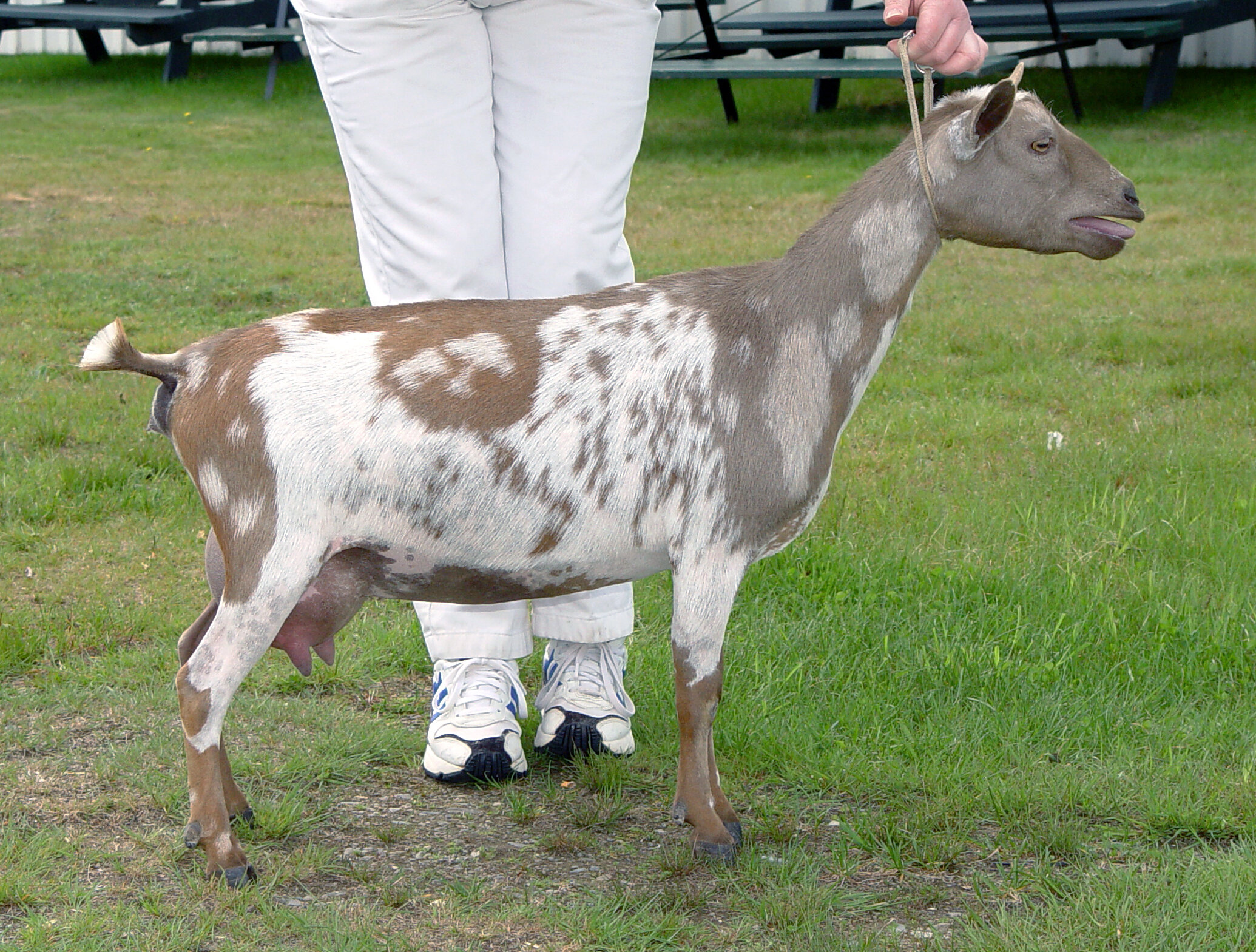 Old Mountain Farm Ta-Dah! — Old Mountain Farm Old Mountain Farm Ta-Dah! — Old Mountain Farm