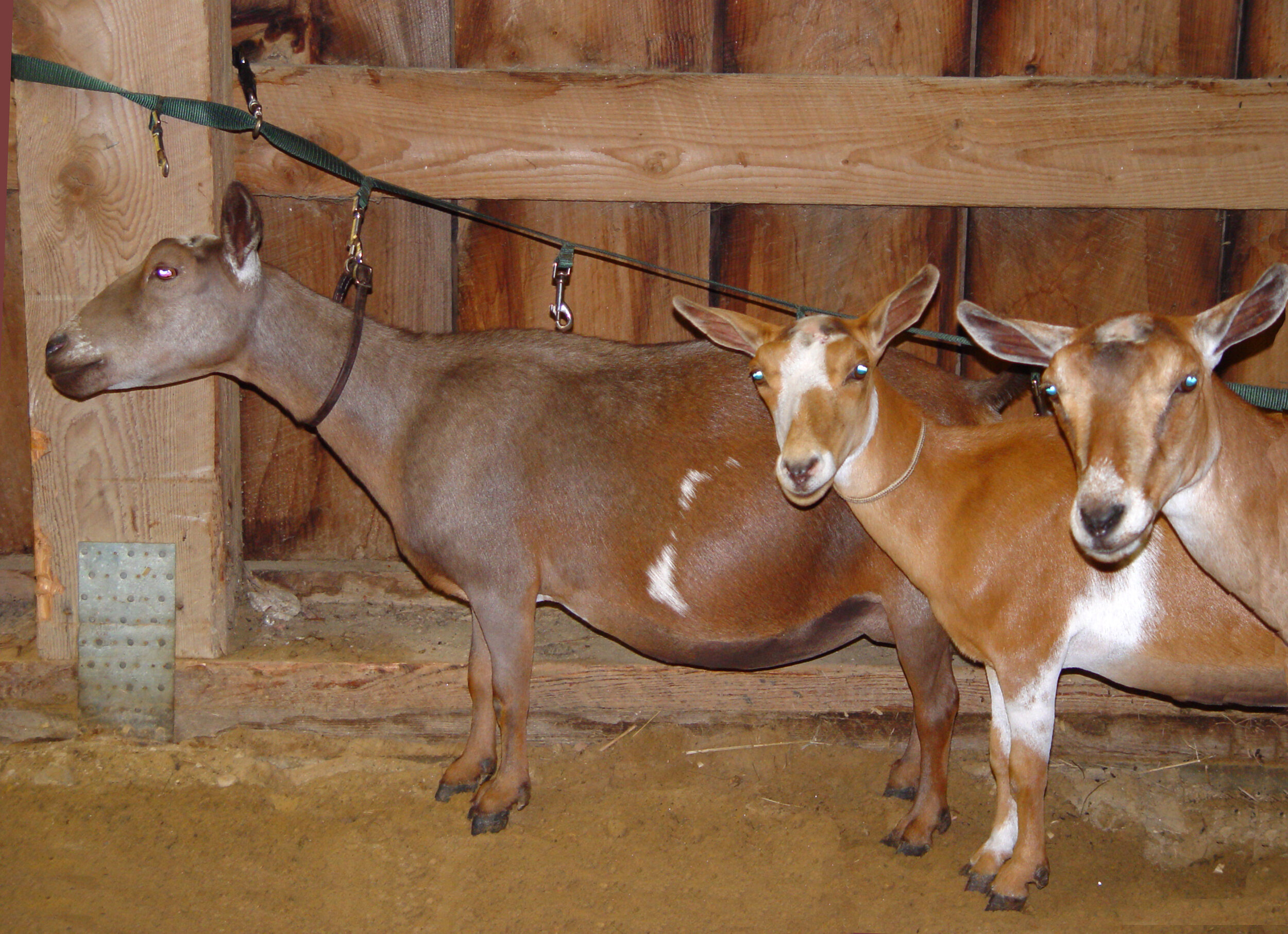 Michi waiting to enter the show ring with two of her daughters; Mary Jane and Fawn (June 2008)