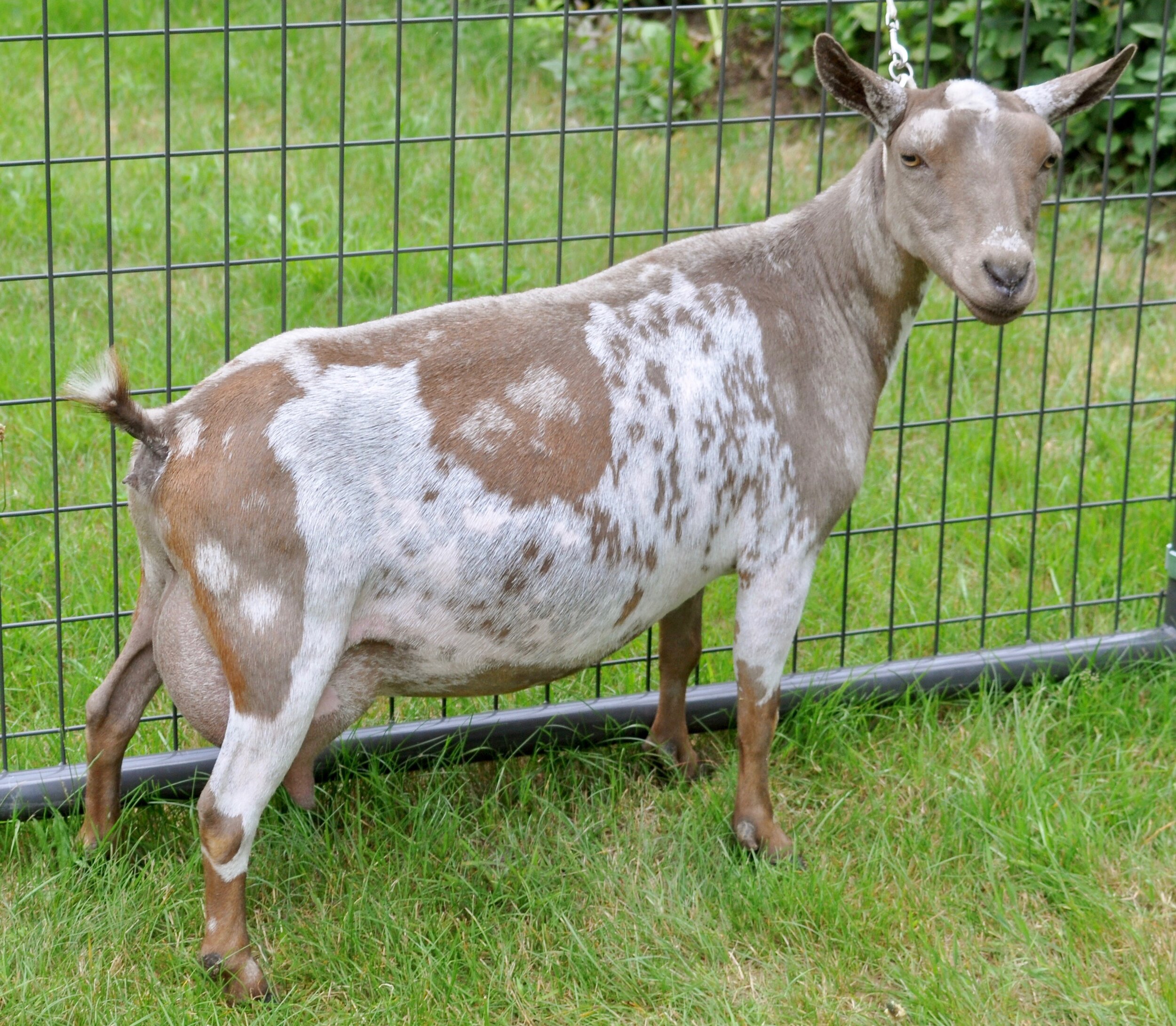 Old Mountain Farm Ta-Dah! — Old Mountain Farm Old Mountain Farm Ta-Dah! — Old Mountain Farm