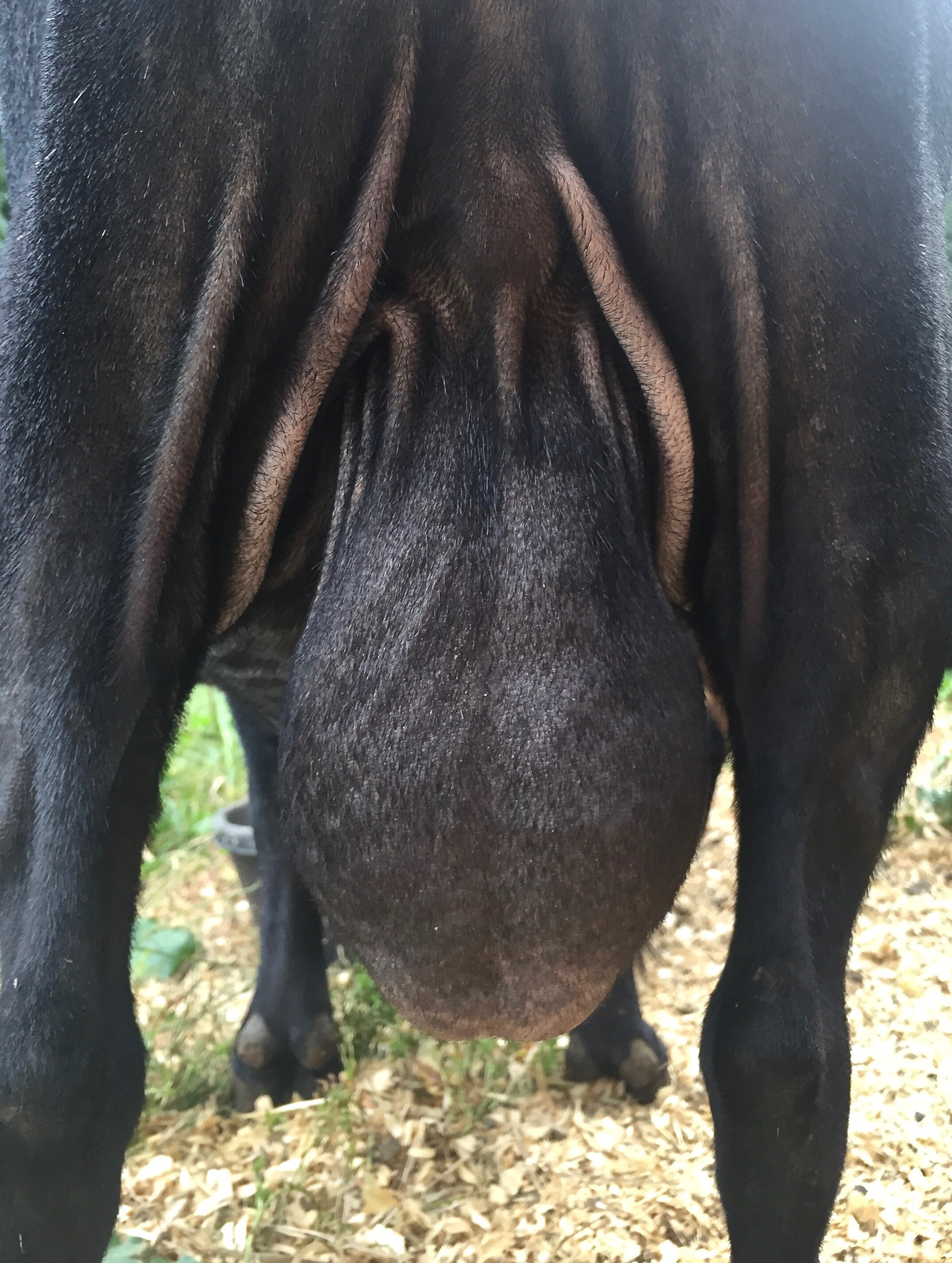 Showing off Herc's wrinkly skin - August 2018
