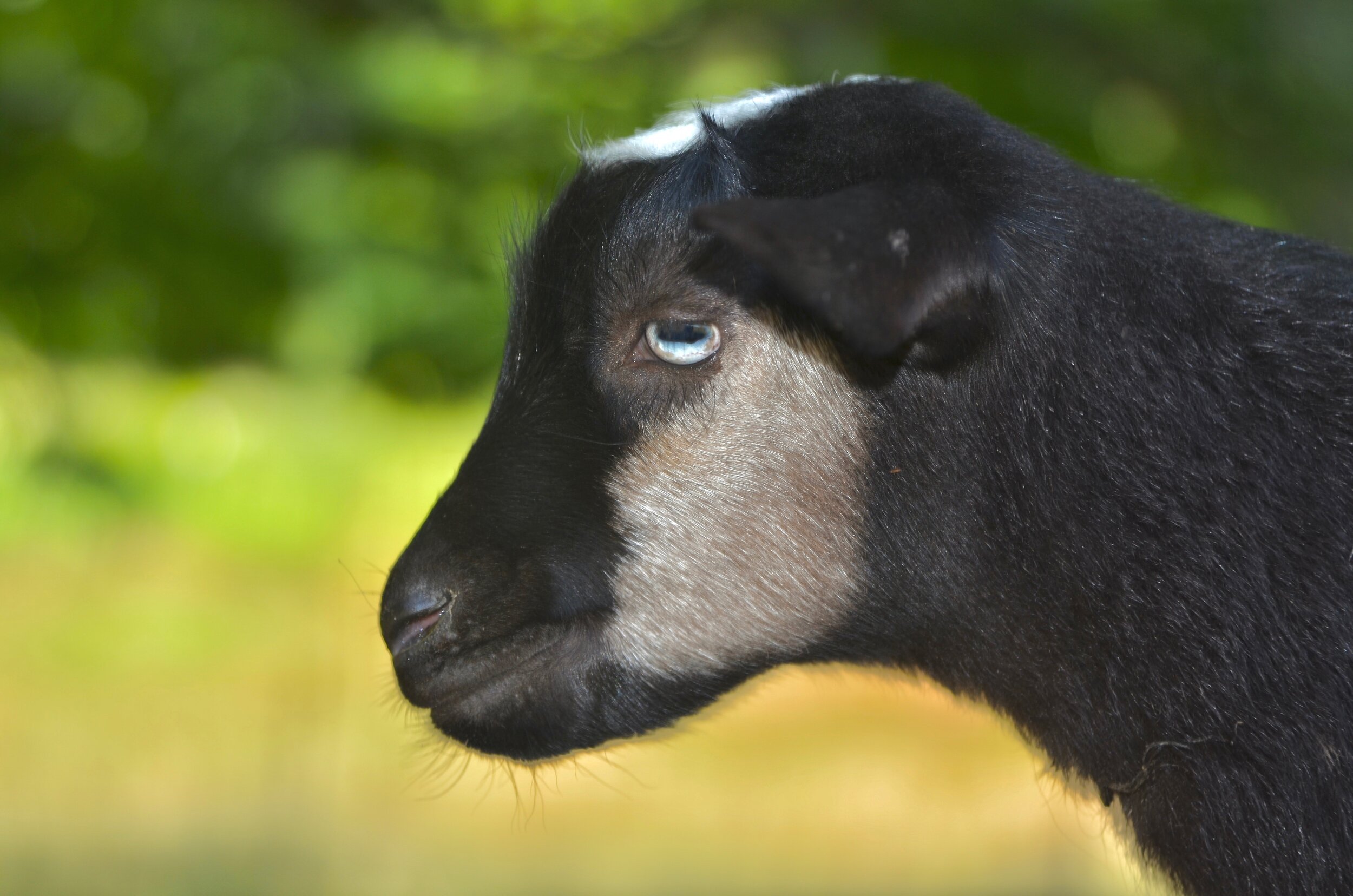 Grey Cheek at 2 months of age