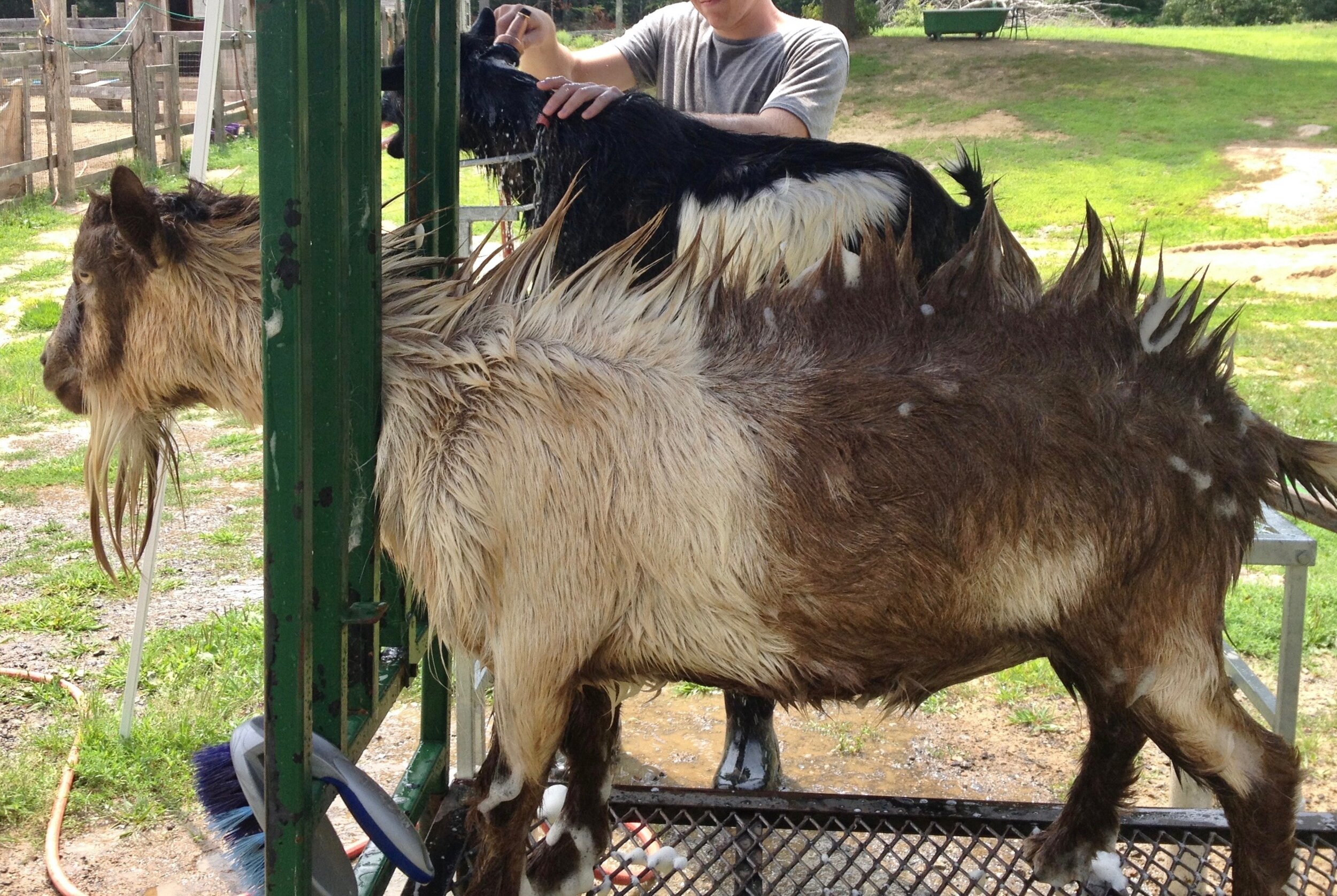 Tomo getting a bath - July 2015