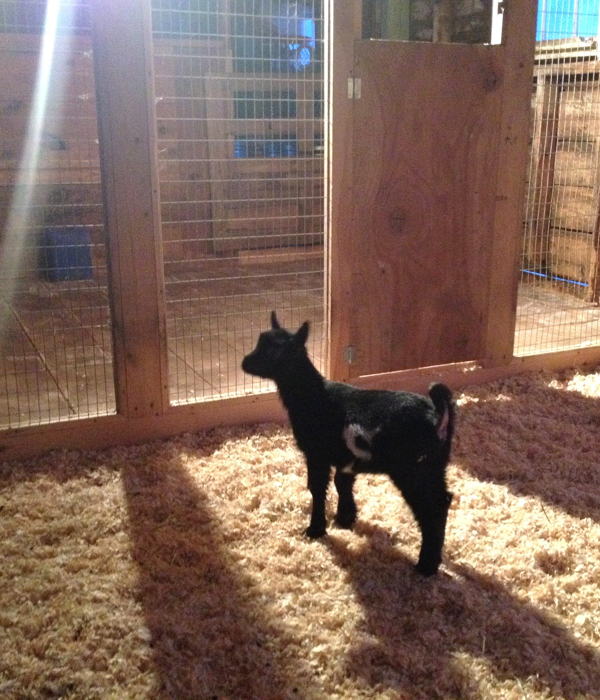 Baby Peej in the barn - April 2016