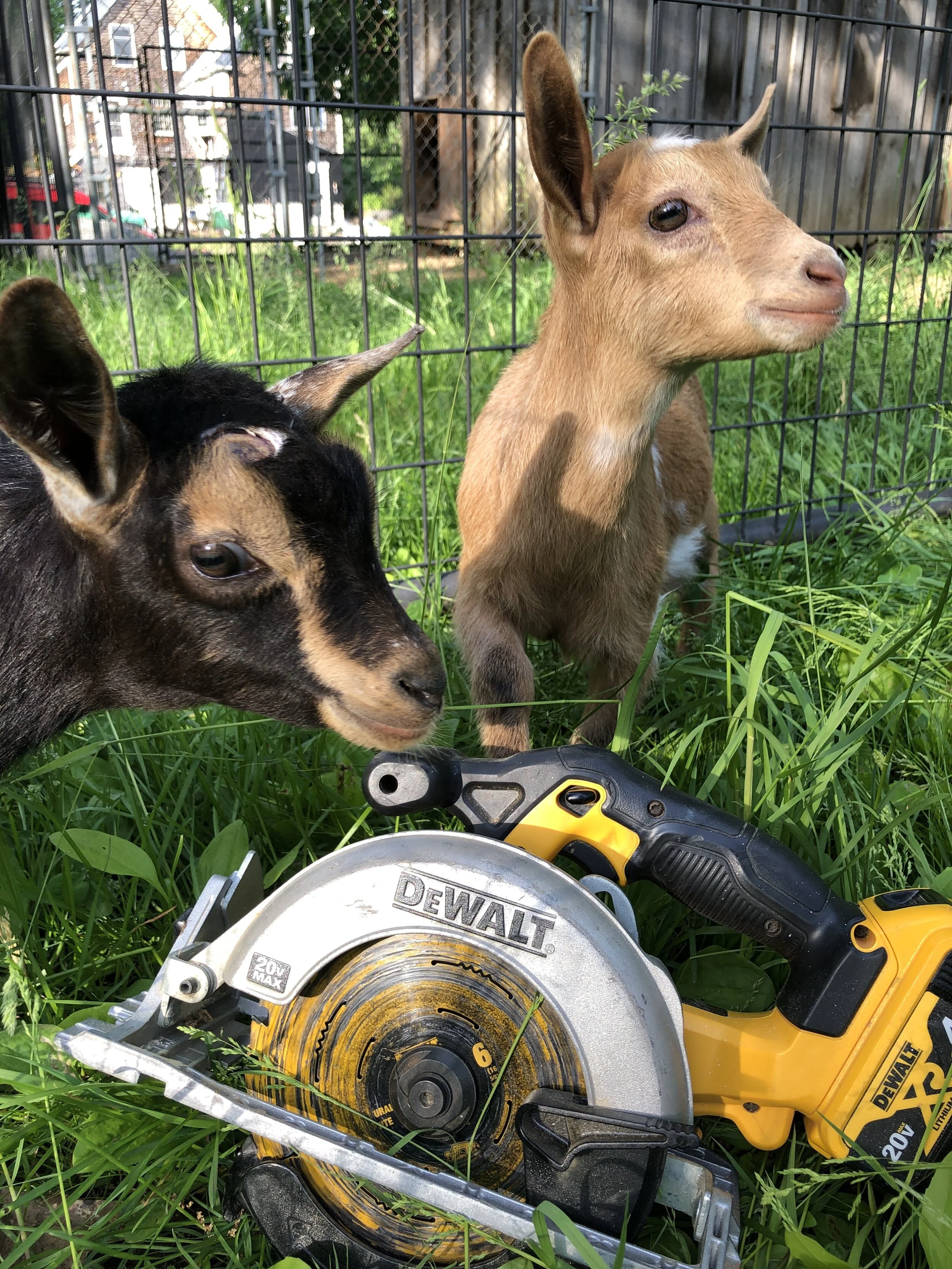 June 5th, 2020 - Shorty with her friend; Ersa