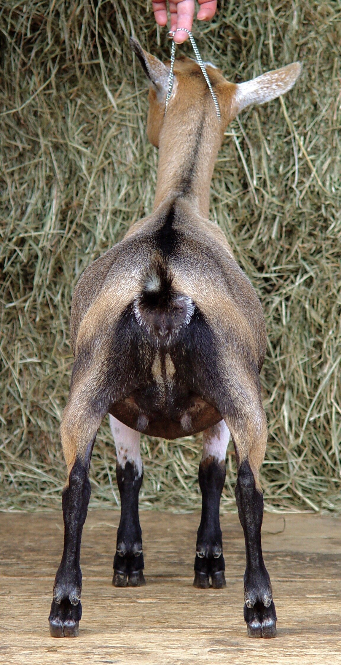 Zippy at 7 months of age