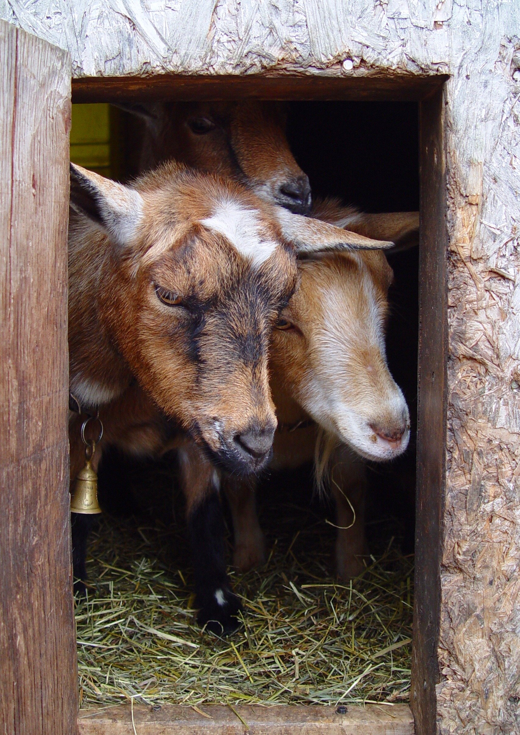 Zippy peeking out of her shed with Mary Jane - 2007