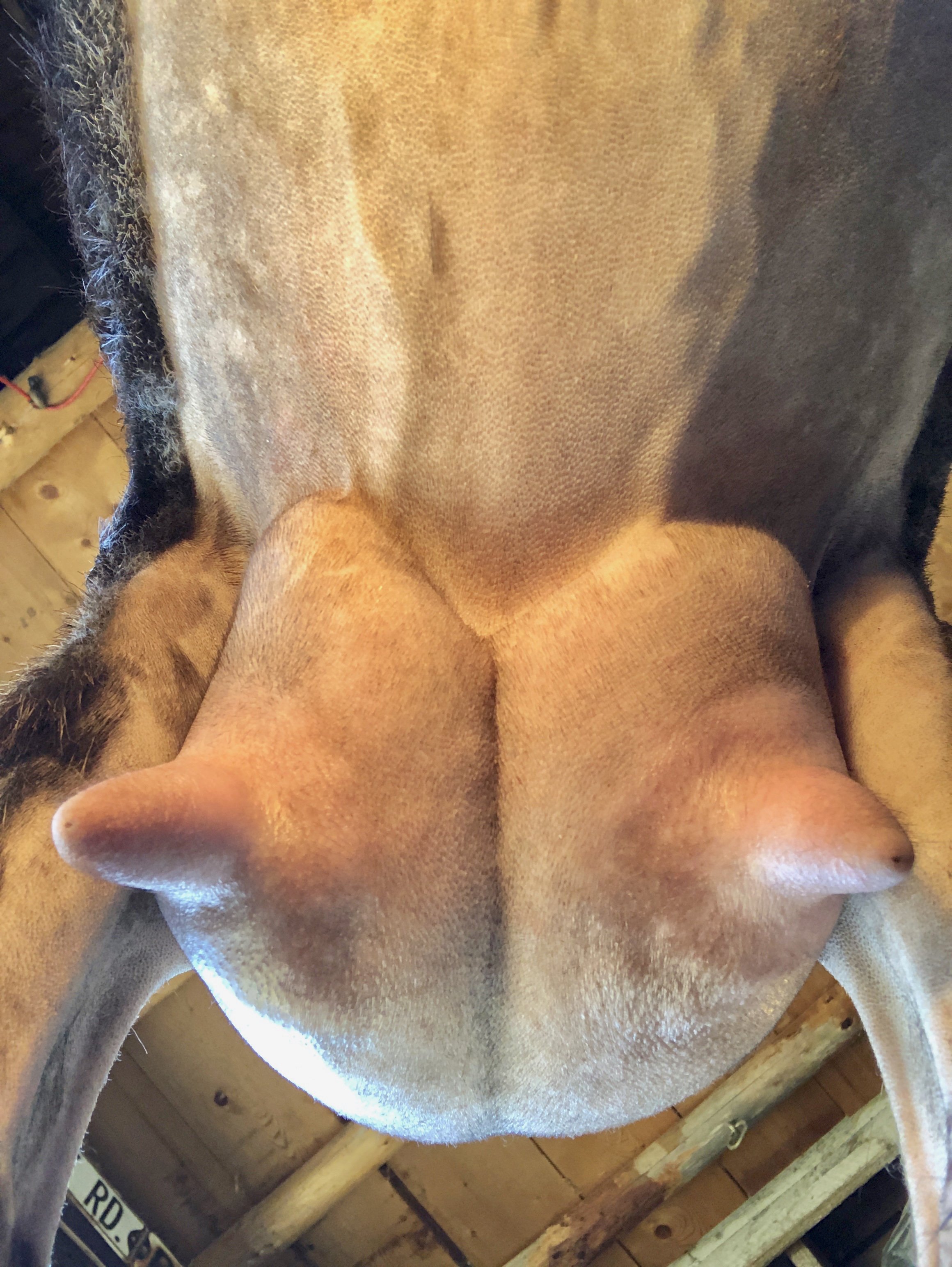 Nitie's 2nd fresh udder, 8 days fresh, 12 hour fill