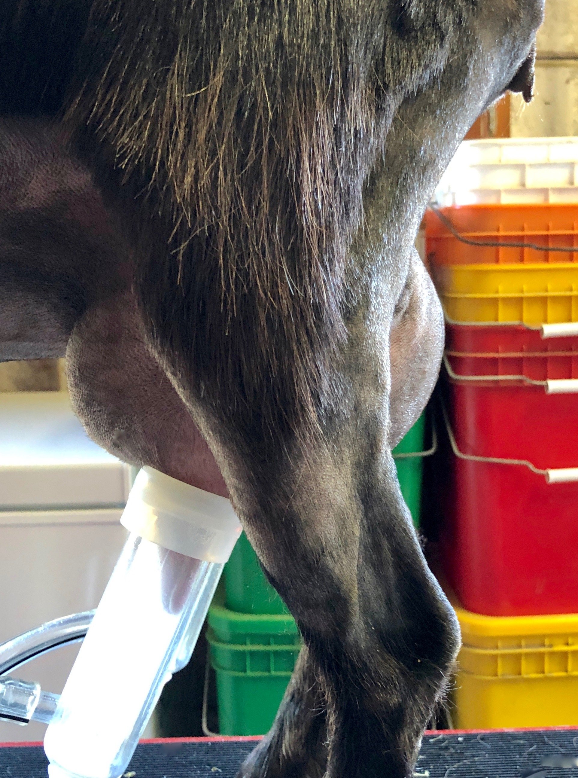 Nitie on the milk machine as a 1st freshener