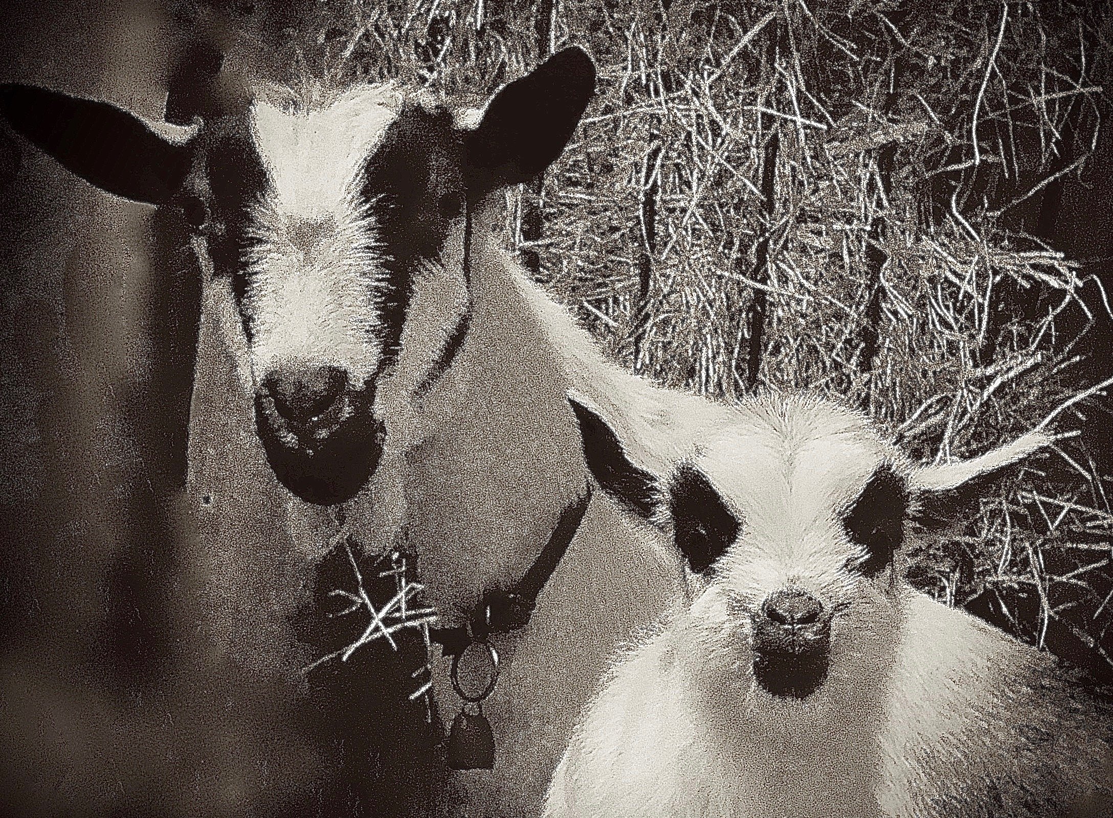 Ty with one of her newborns - February 15th, 2022