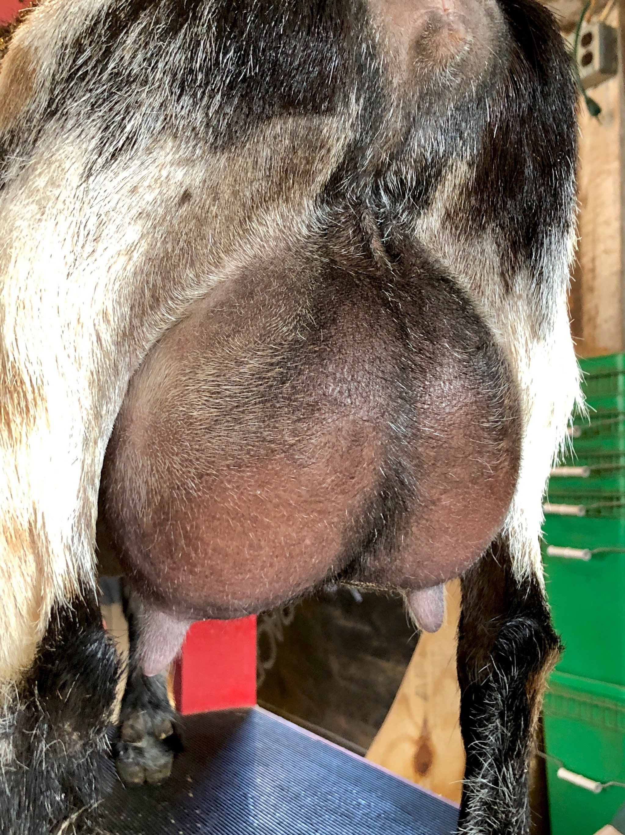 Ty's 2nd fresh udder - March 2022