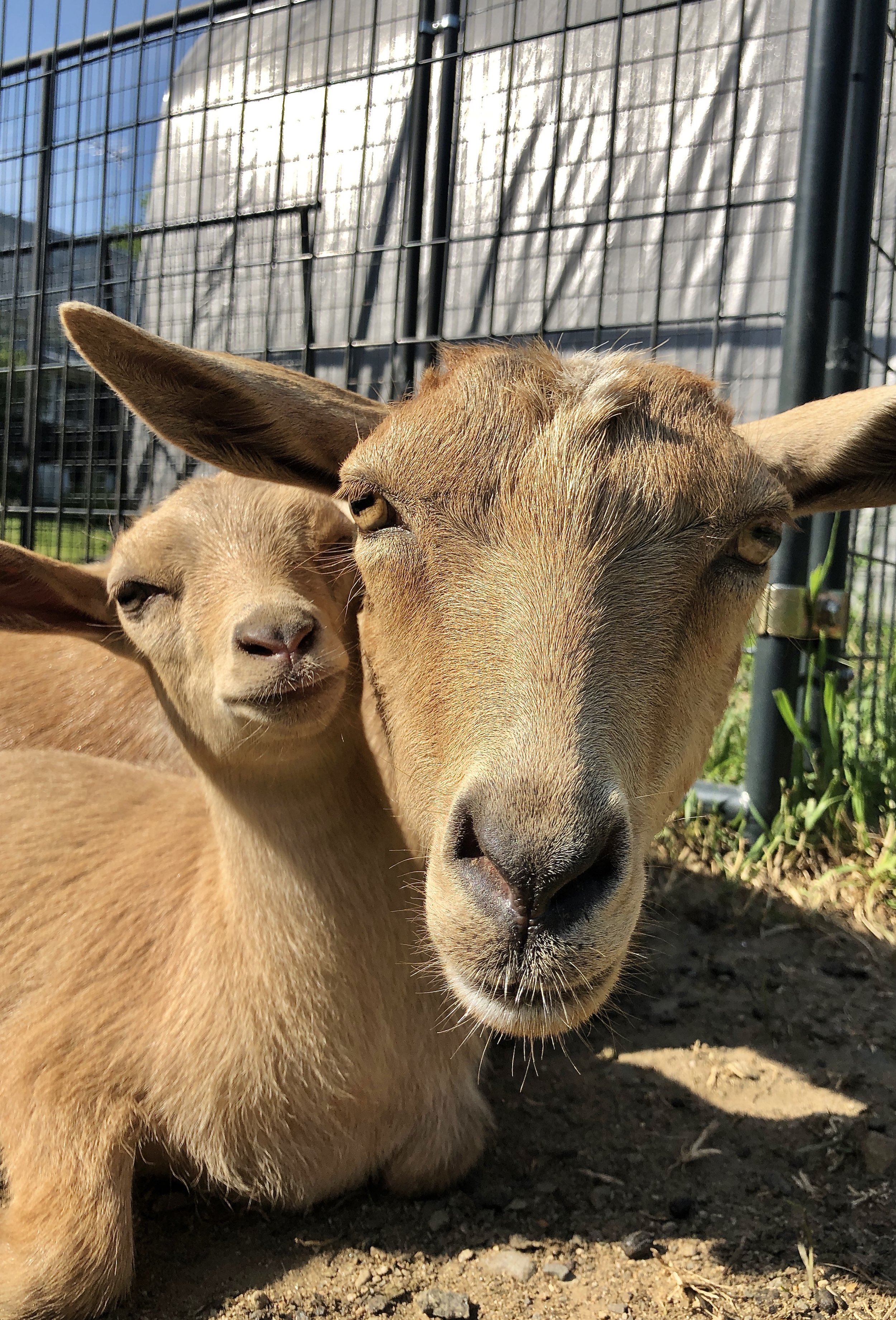 Blondi with her daughter; Old Mountain Farm Dirty Blonde - May 30th 2022