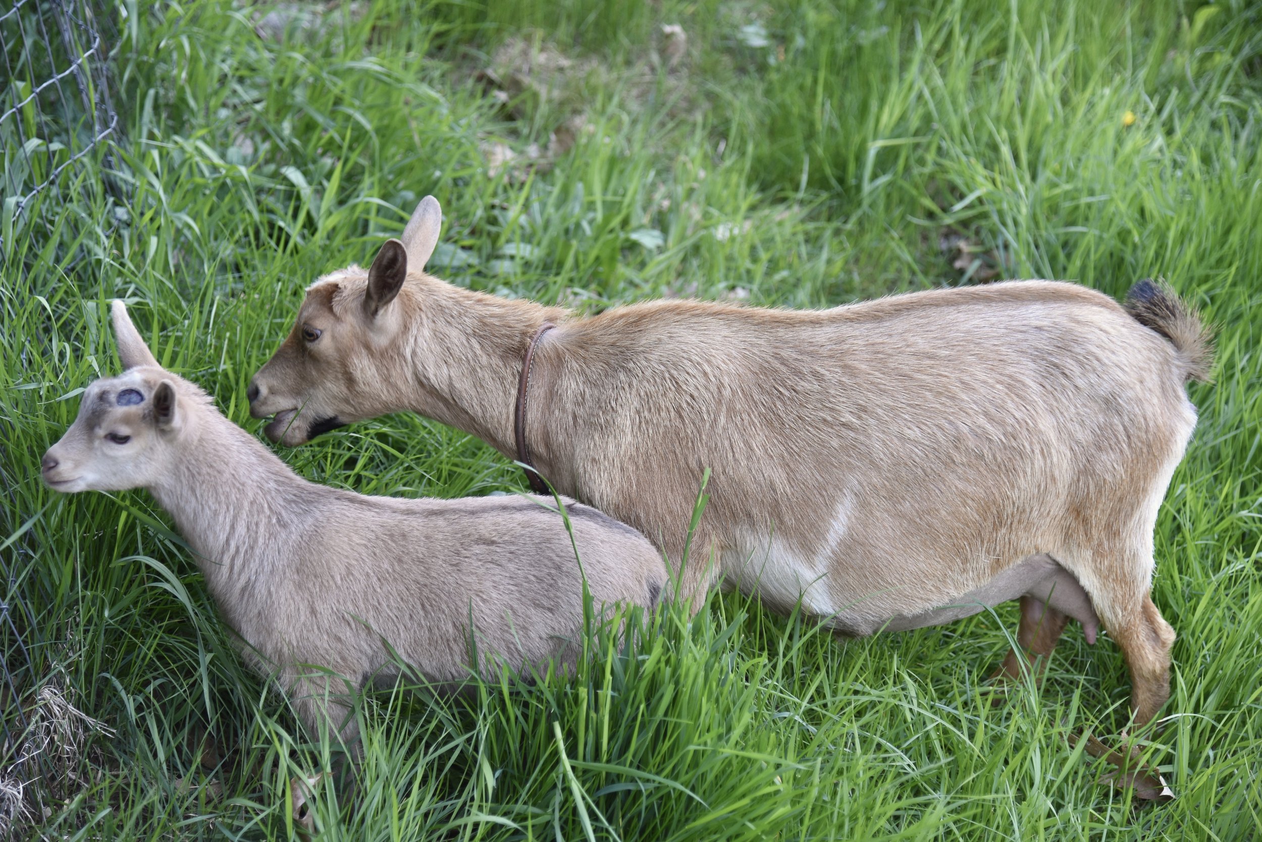 Blondi with her son; Old Mountain Farm Plain Blonde - May 8th, 2022