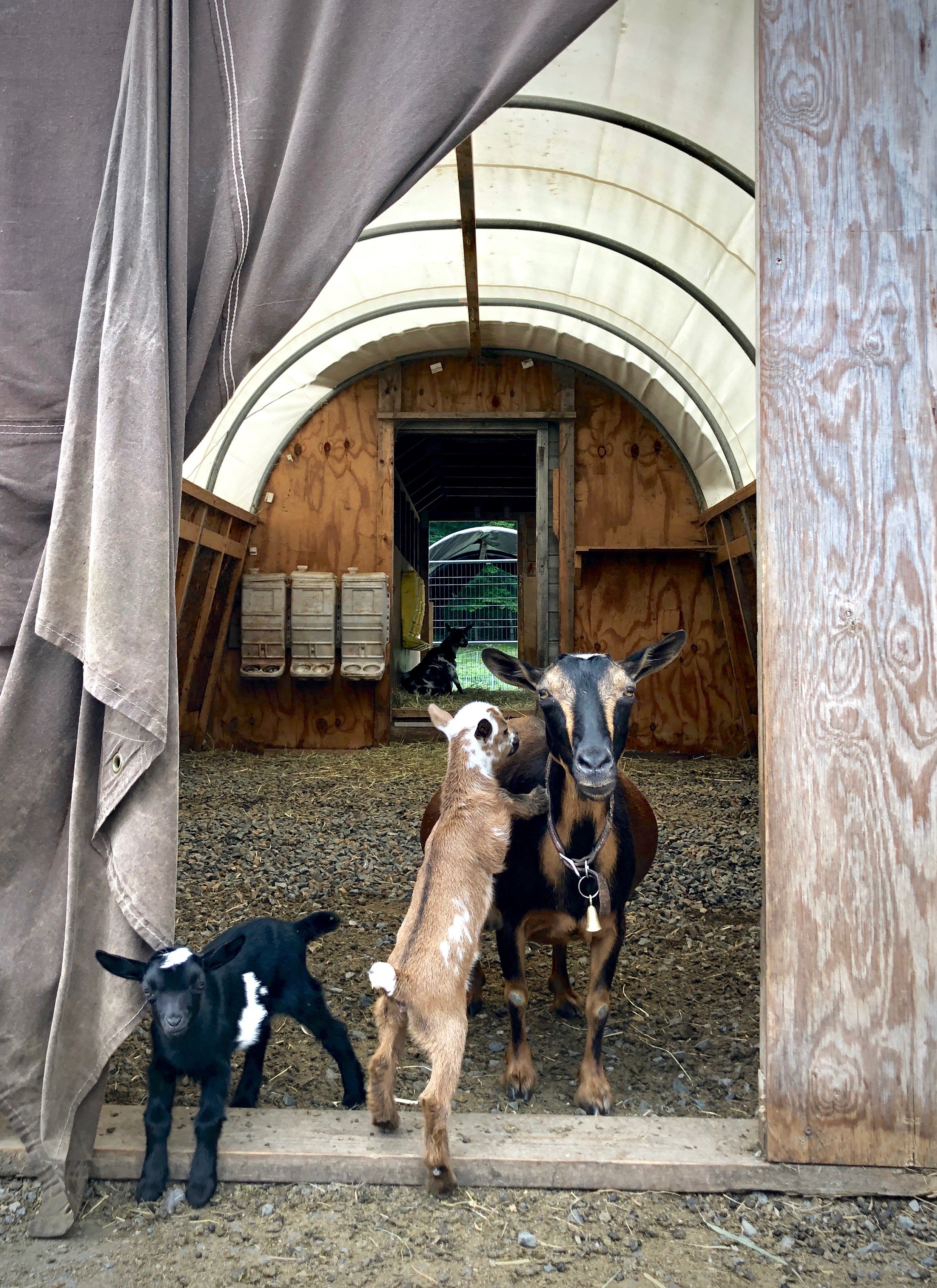 Raimy with her 2022 buck/doe twins