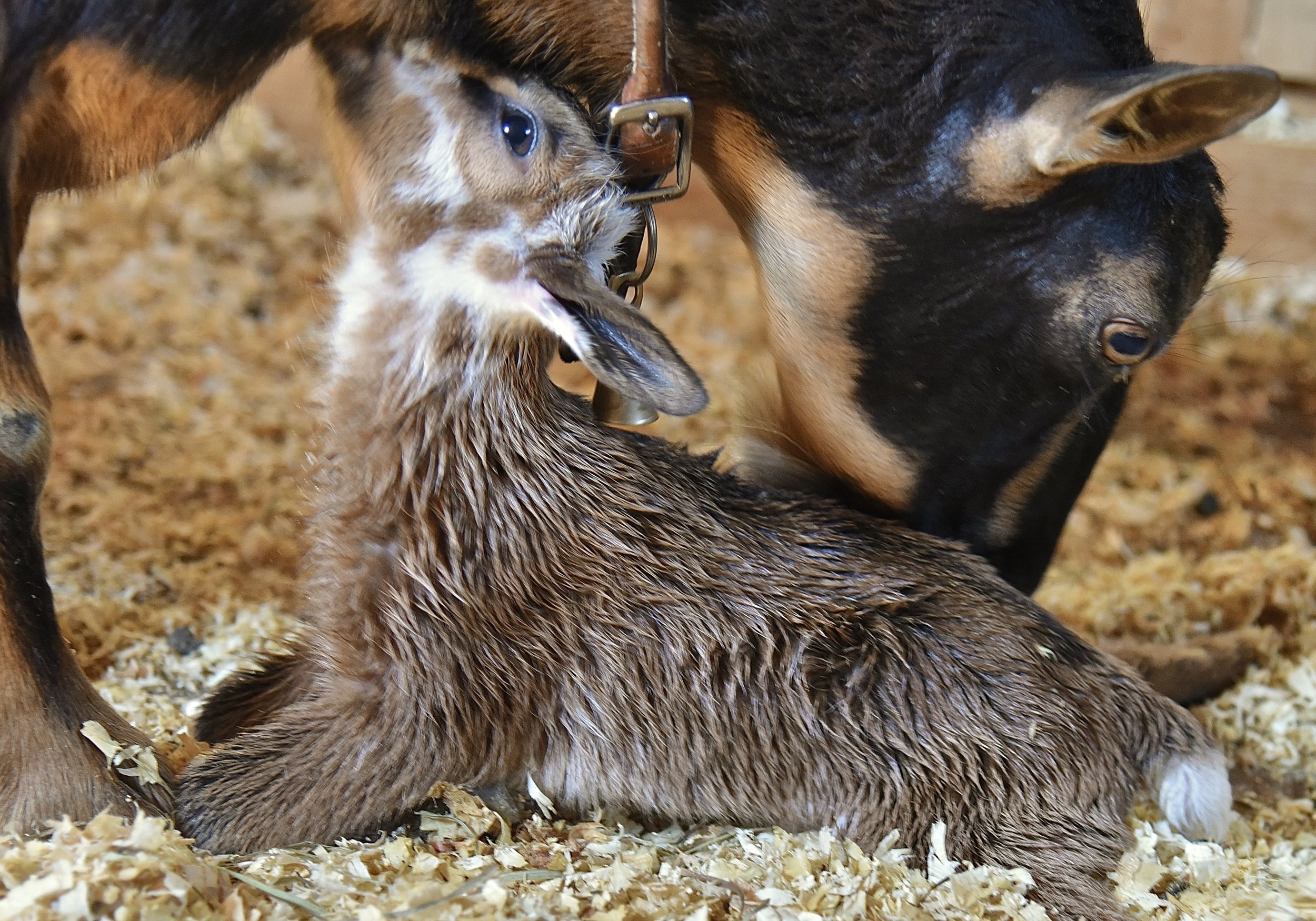 Raimy with her 2022 newborn doeling