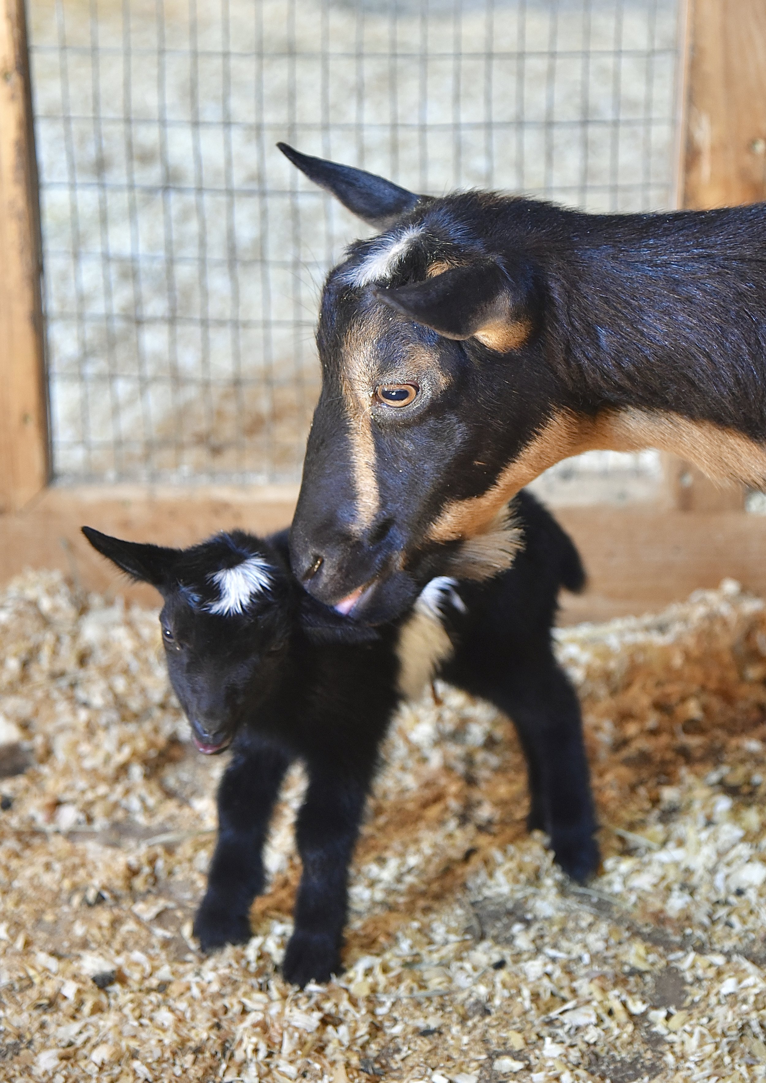 Raimy with her 2022 newborn buckling