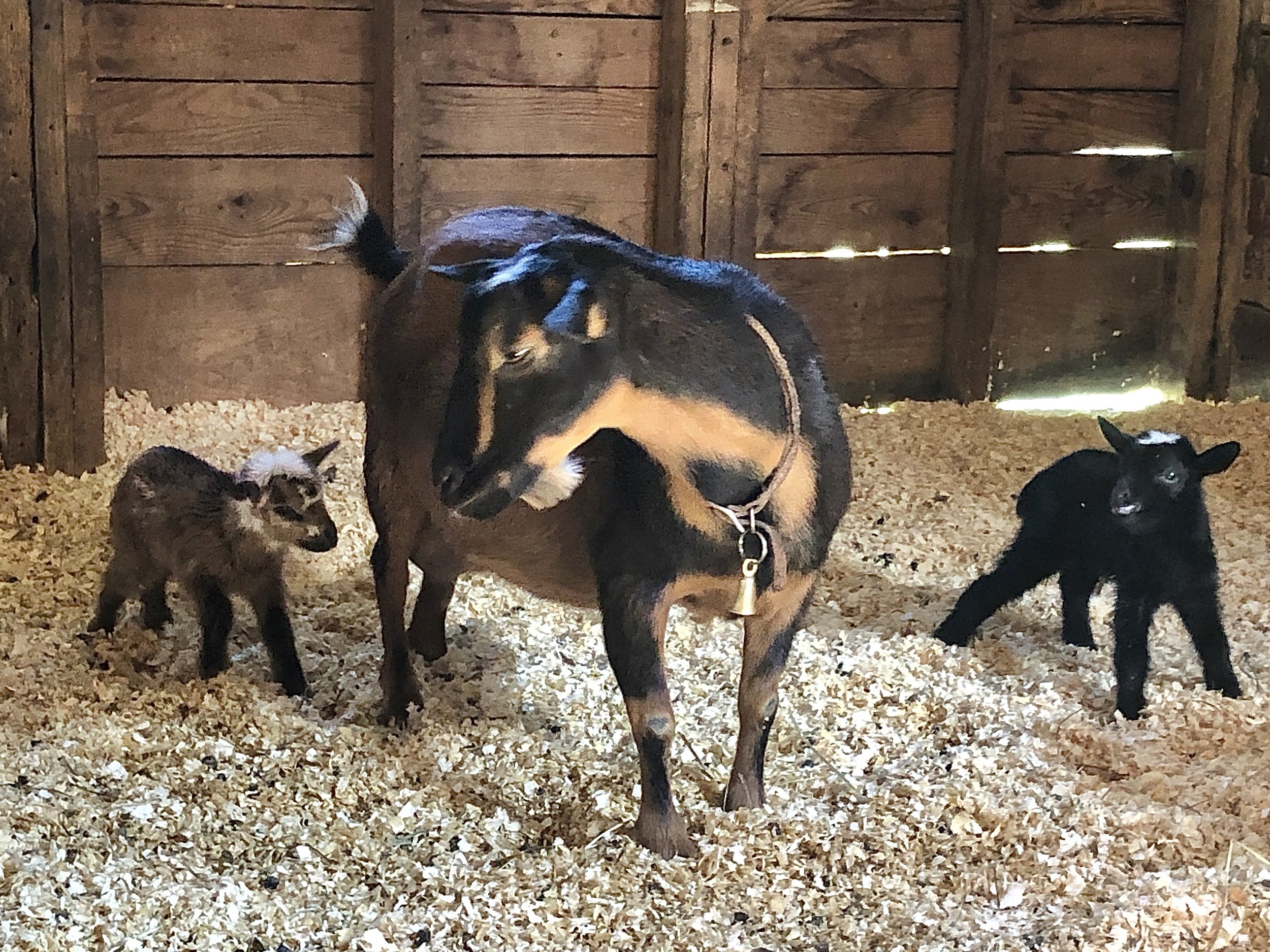 Raimy with her 2022 newborn buck/doe twins