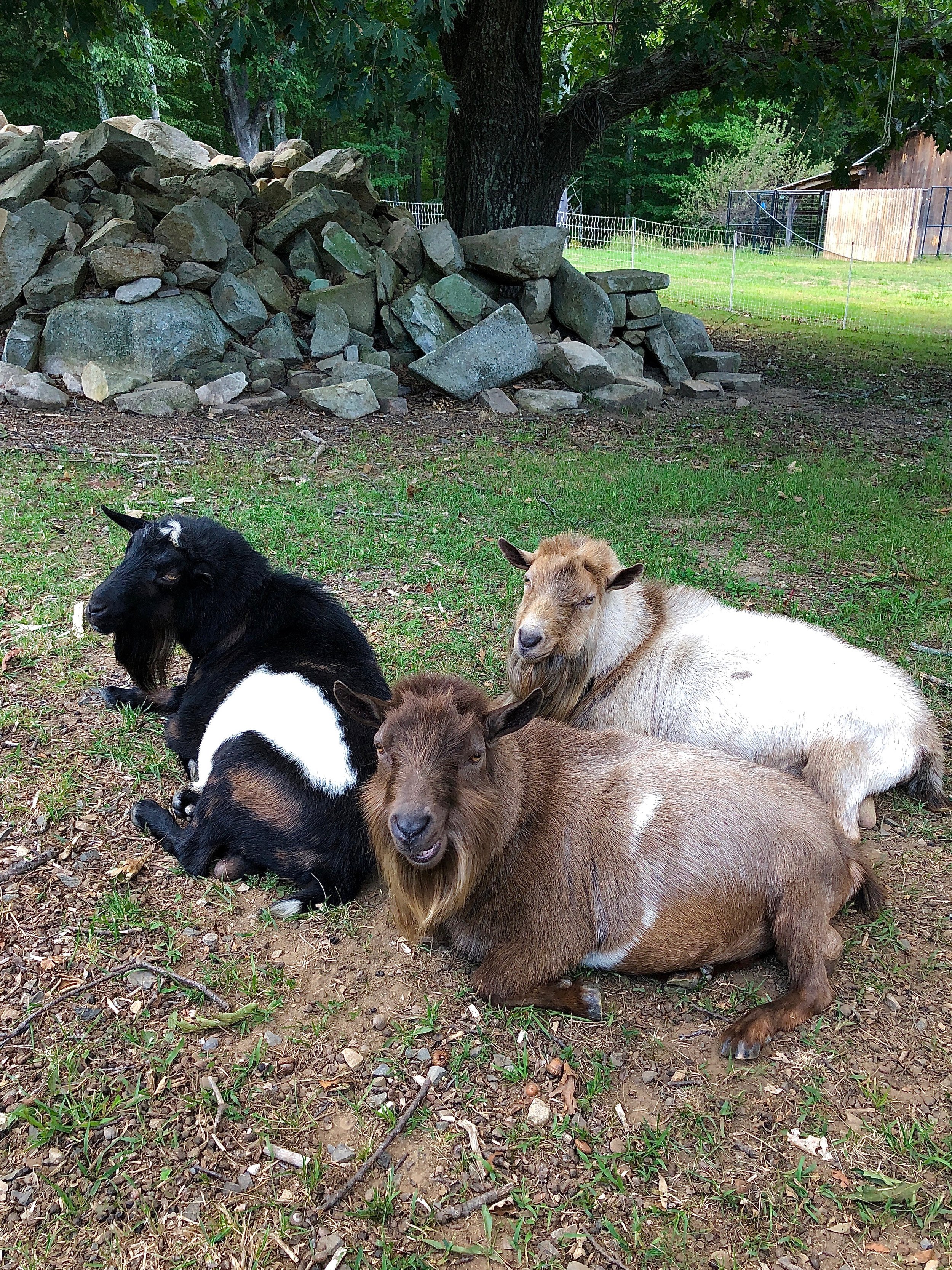 September 6th, 2020 - Bravo relaxing with his buds; Darius and Ed.