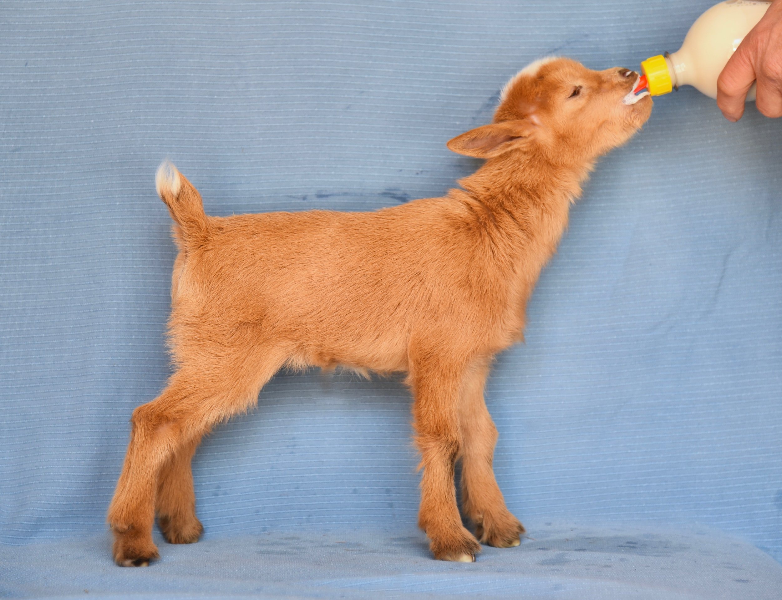 Honey at 5 days old