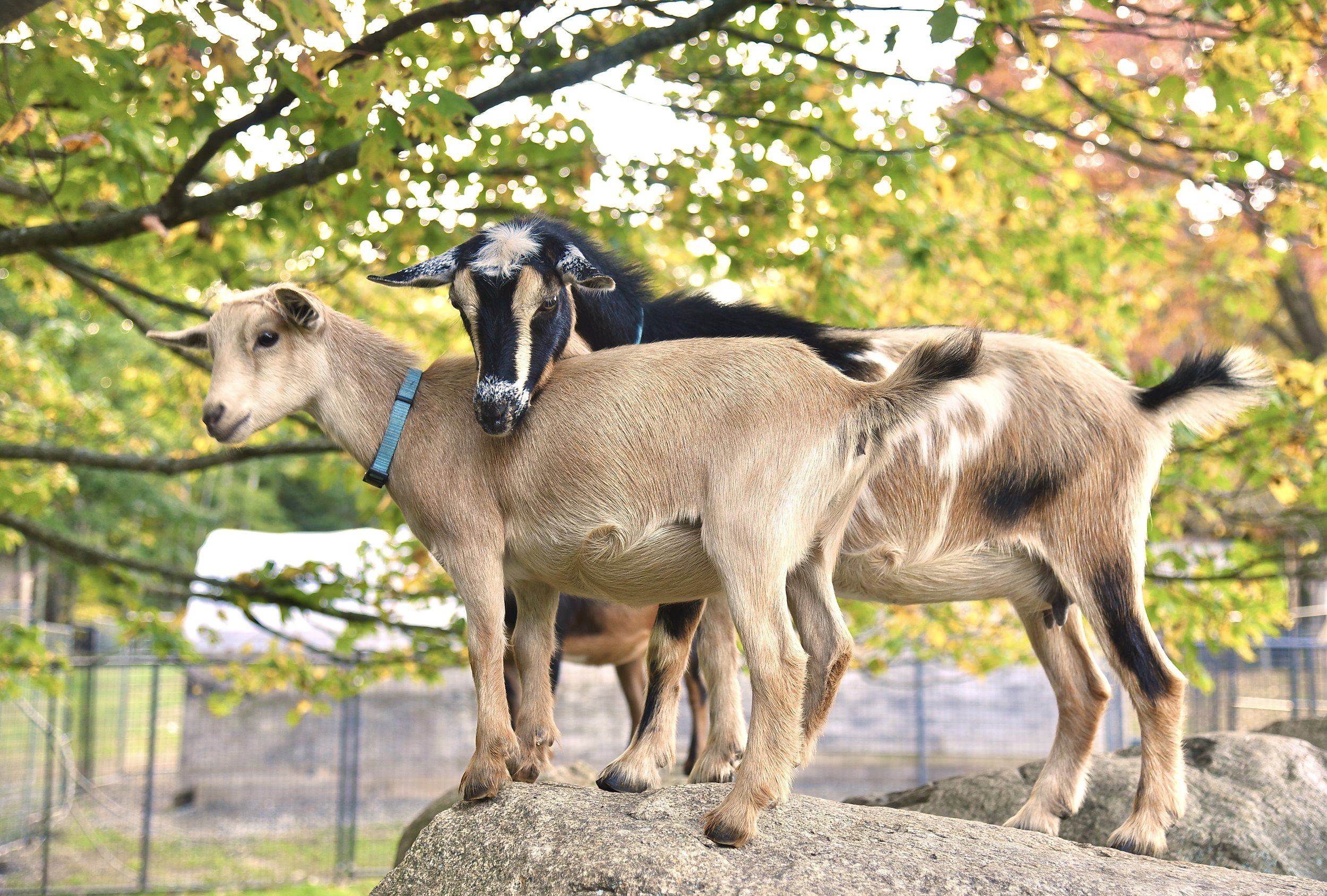 Happy with her dam; Smaht Pill - October 2022