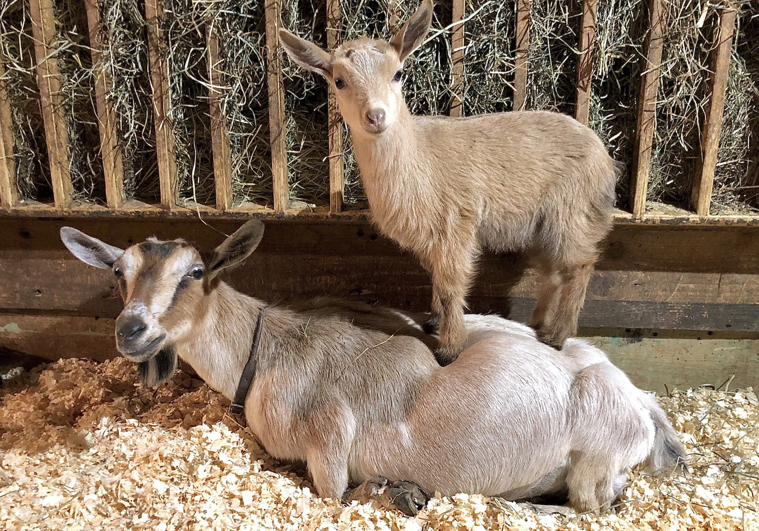 Impala getting a back massage from Dirty Blonde - May 2022