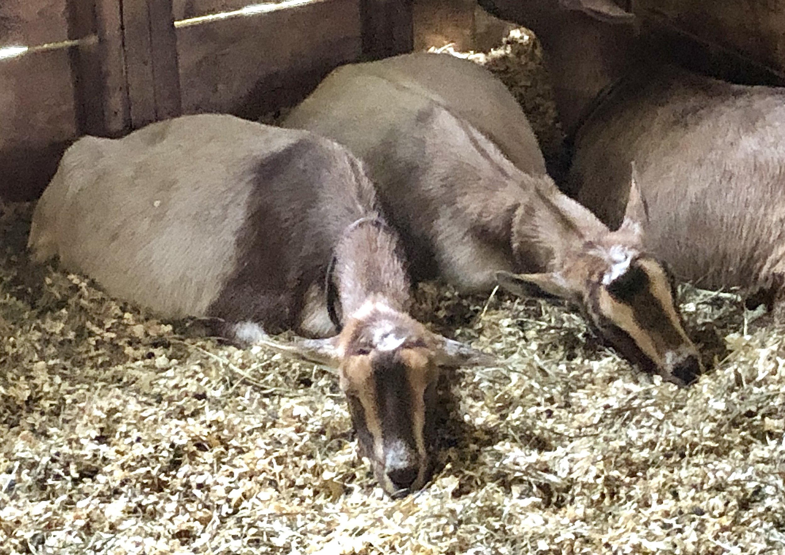 Gazelle snoozing with her daughter; Impala - November 2021