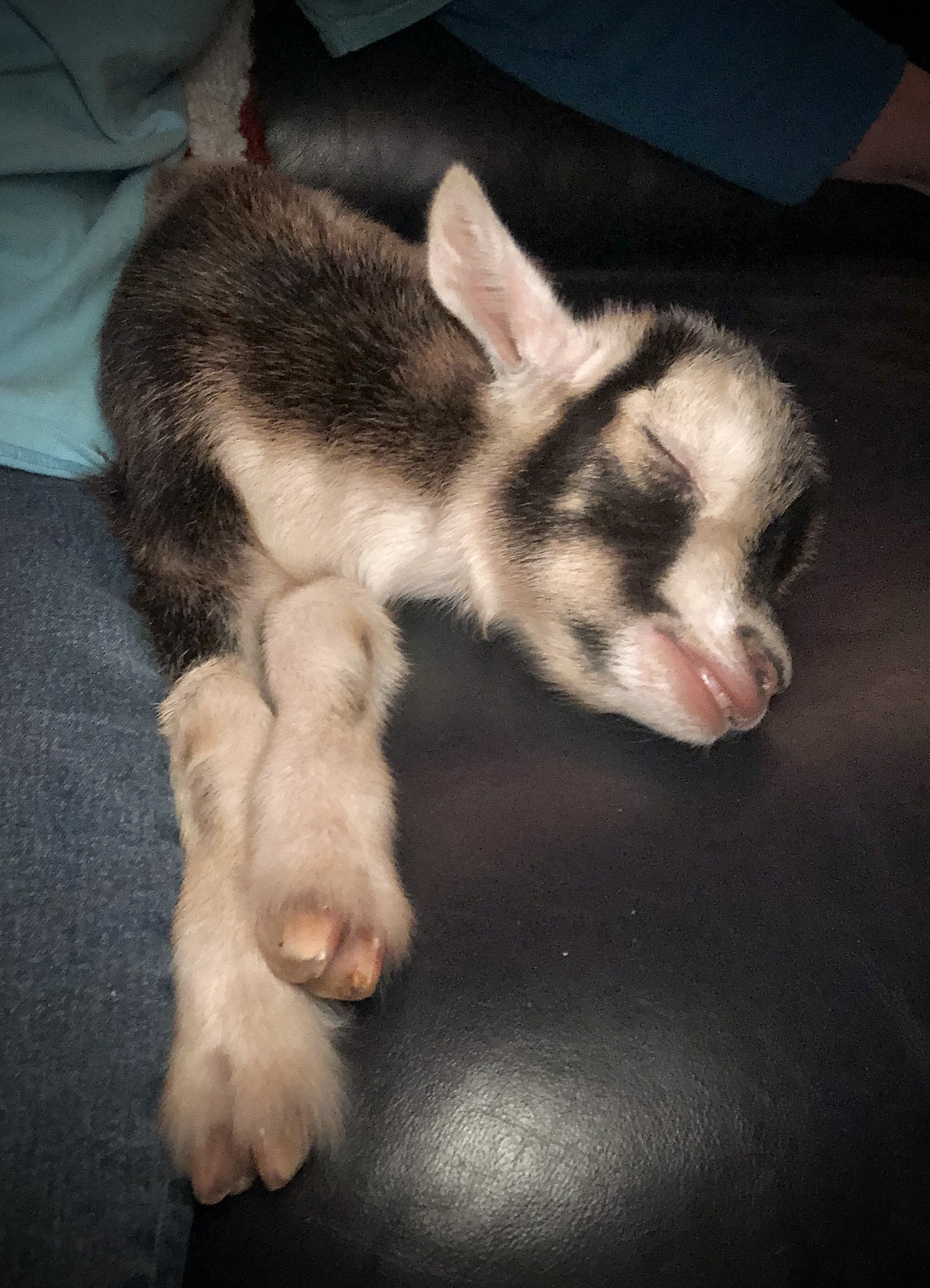 Jack at 5 days old