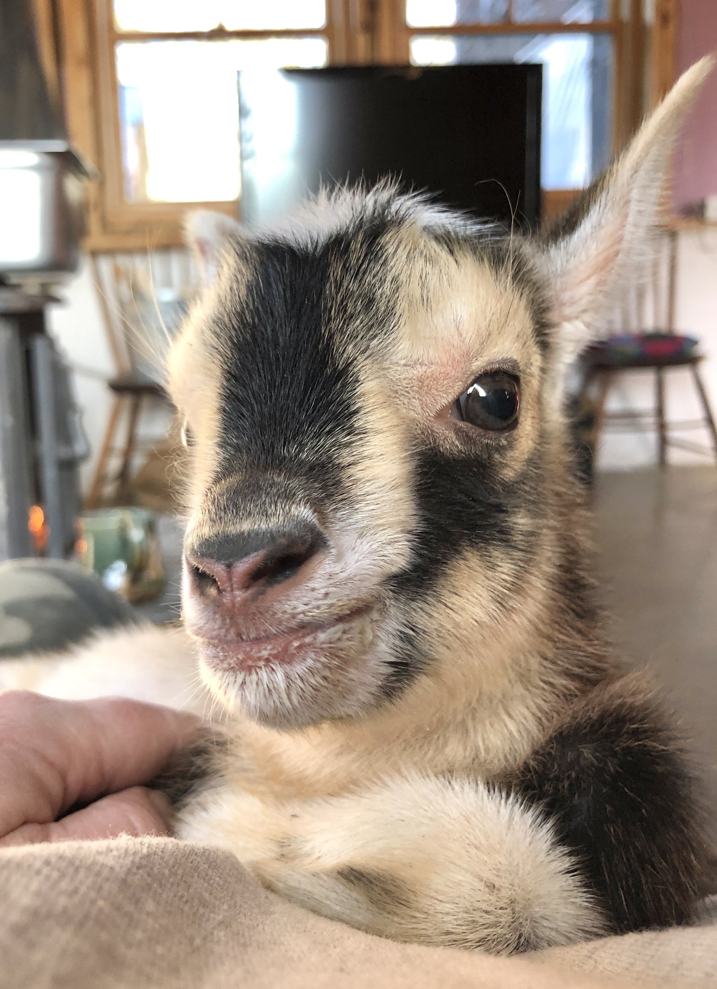 Jack at 1 day old