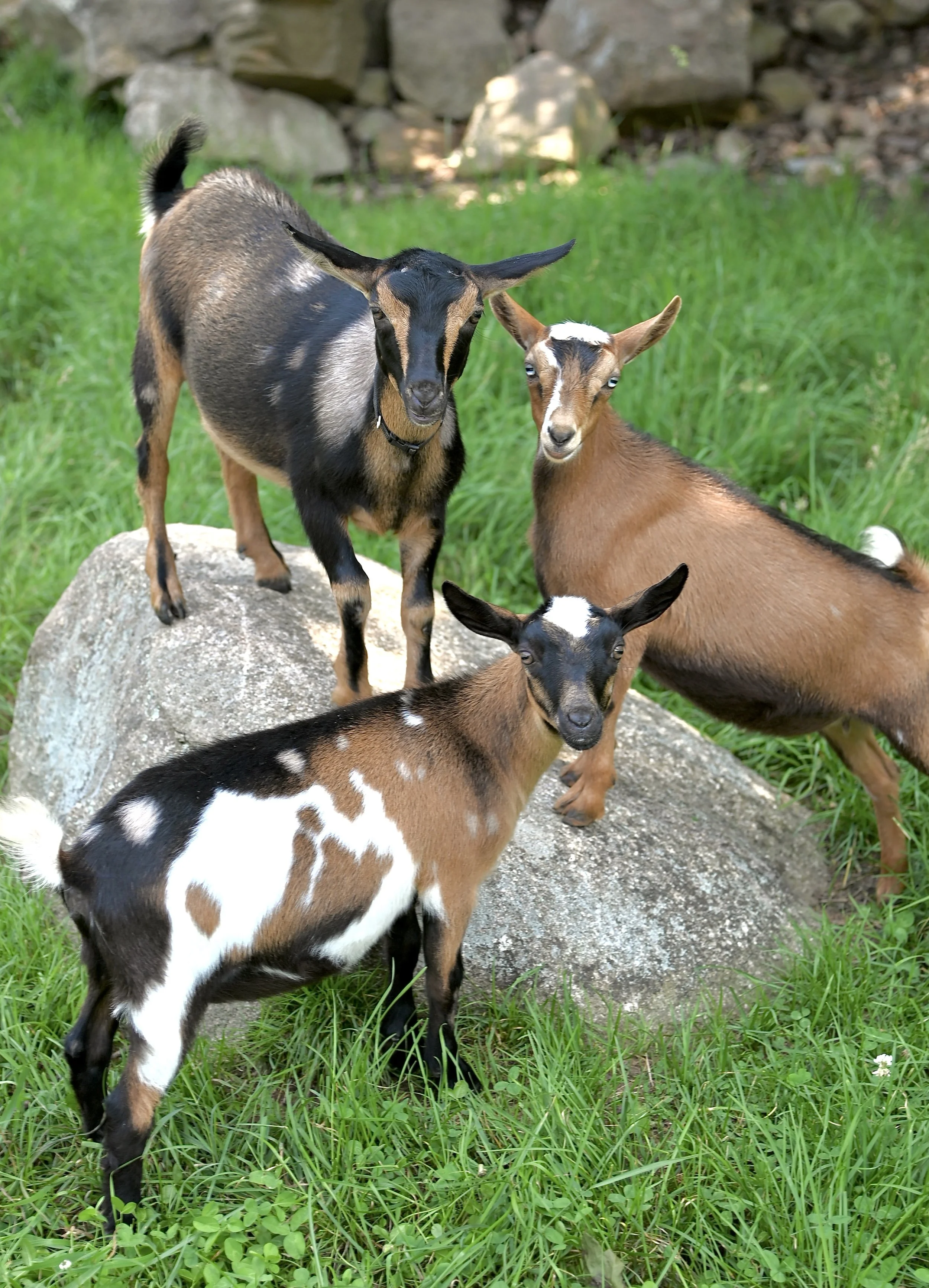 July 8th, 2023 - Tamlyn with her friends; Harper &amp; Wapoo